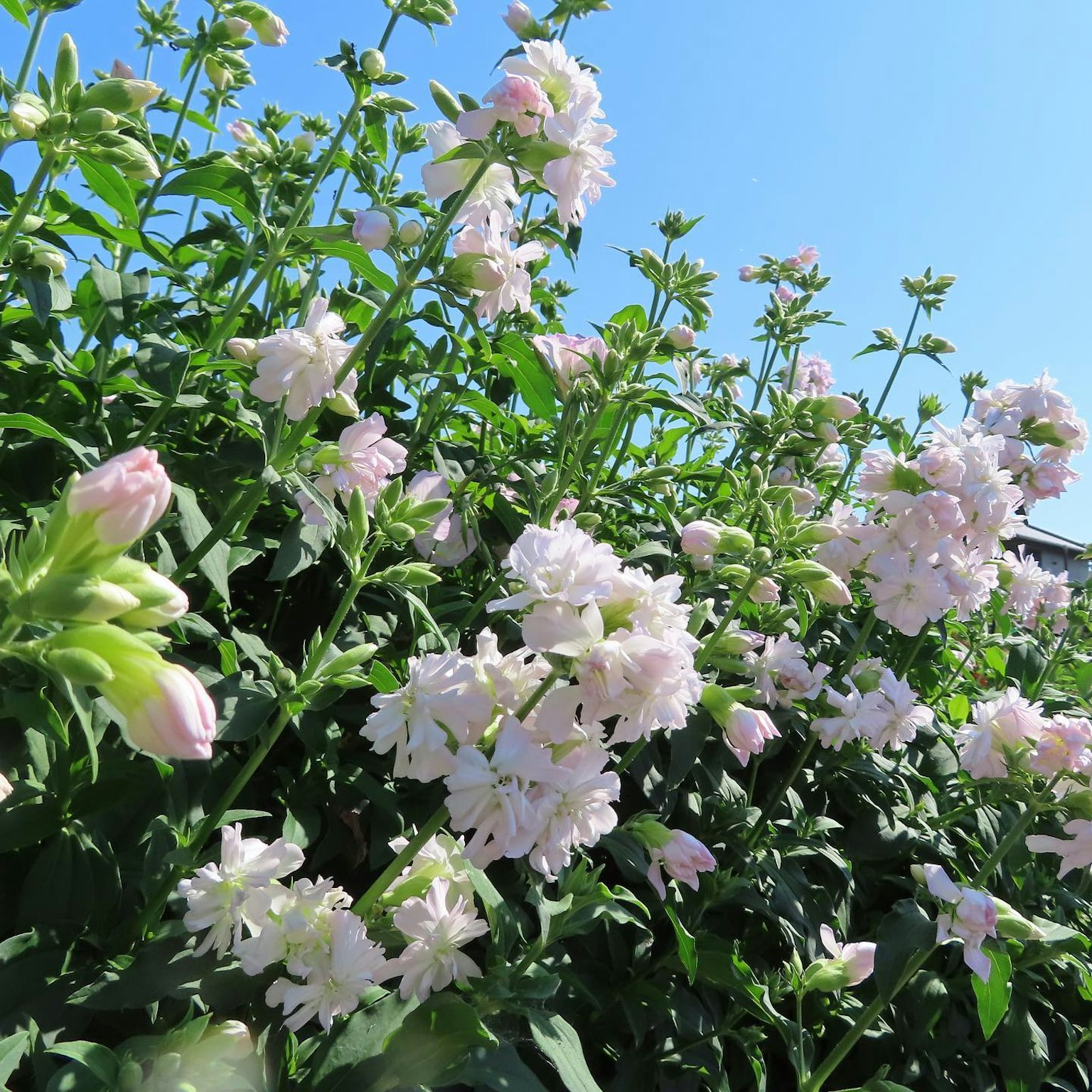 Delicate pink flowers blooming under a clear blue sky