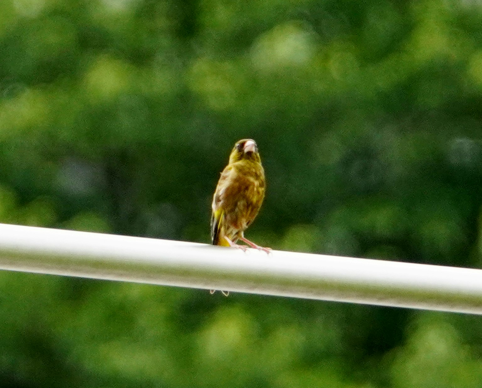 Un piccolo uccello giallo appollaiato su un palo bianco con uno sfondo verde