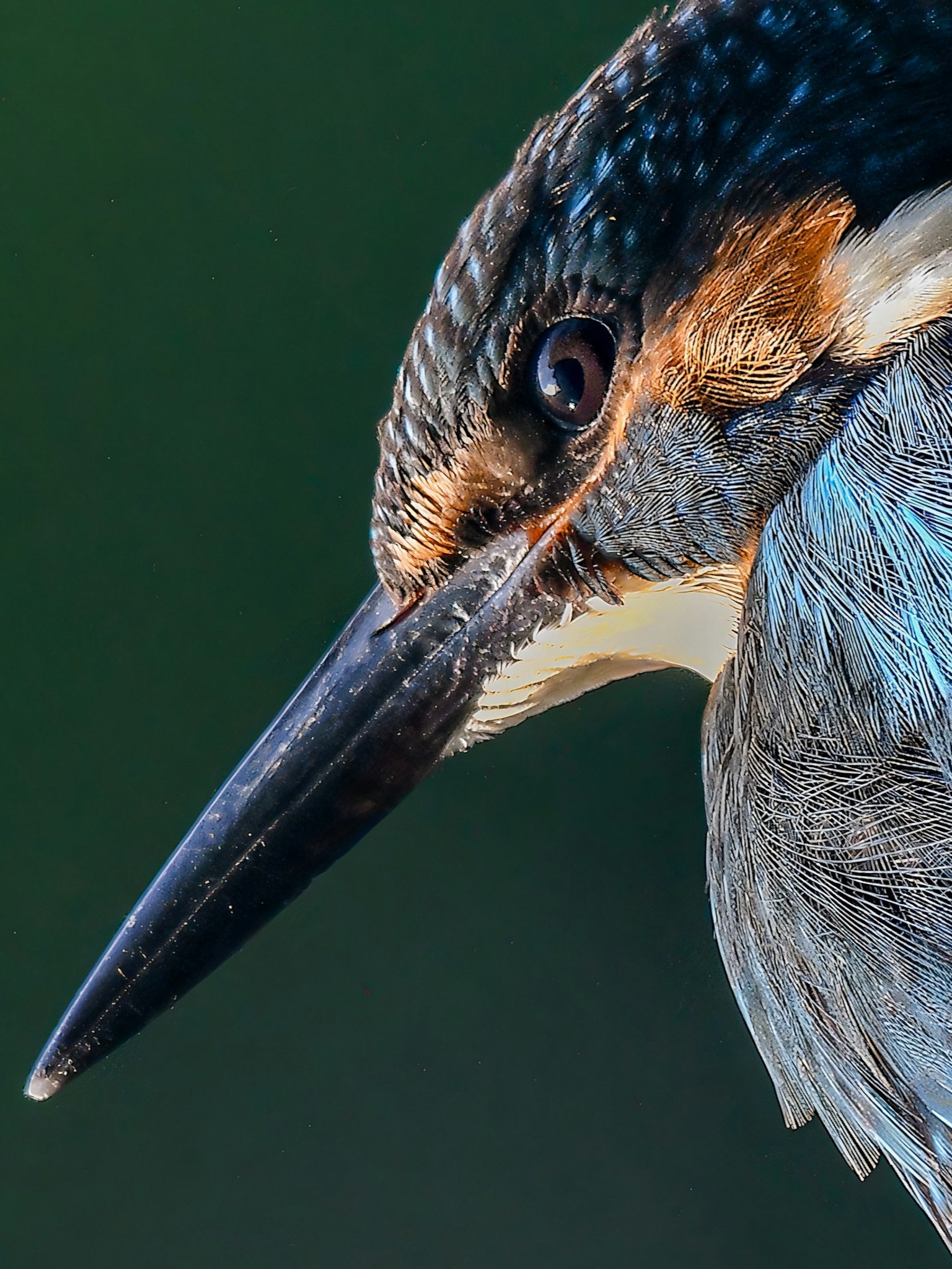 Nahaufnahme eines Eisvogels mit lebhaften blauen Federn