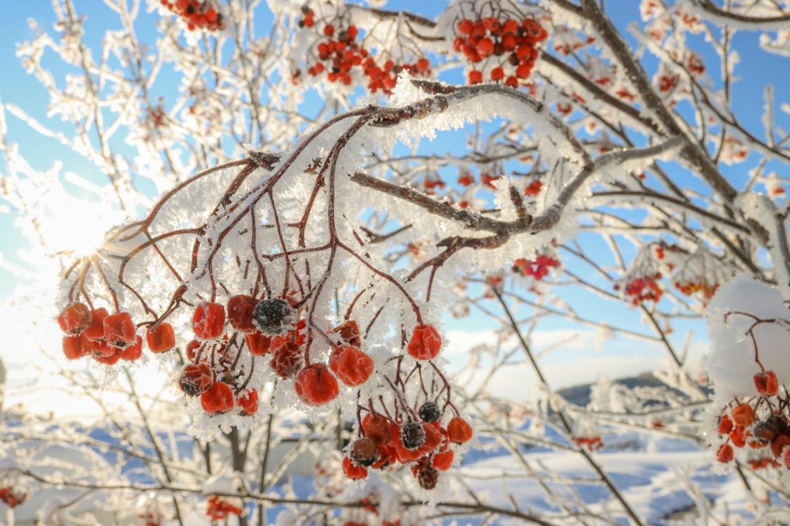 Eisbedeckte Zweige mit roten Beeren vor einem Winterhimmel