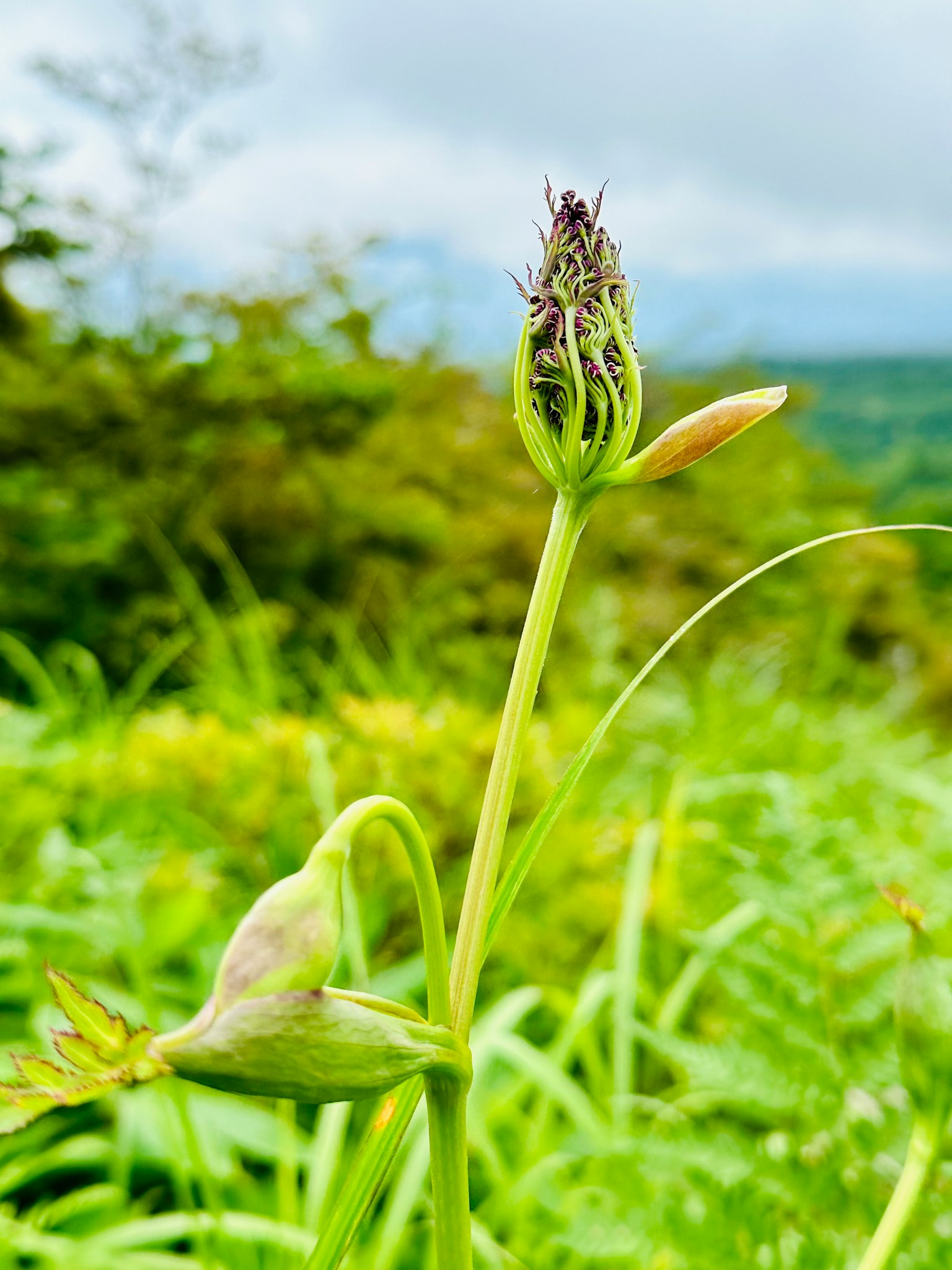 A budding plant with green leaves under a cloudy sky