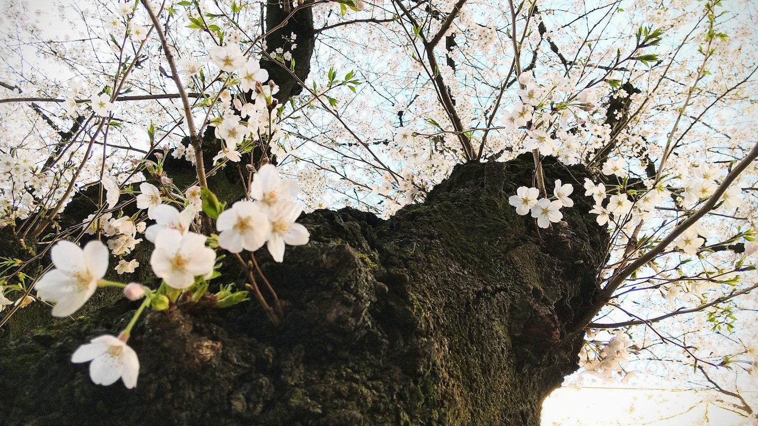 Gros plan sur le tronc d'un cerisier en fleurs