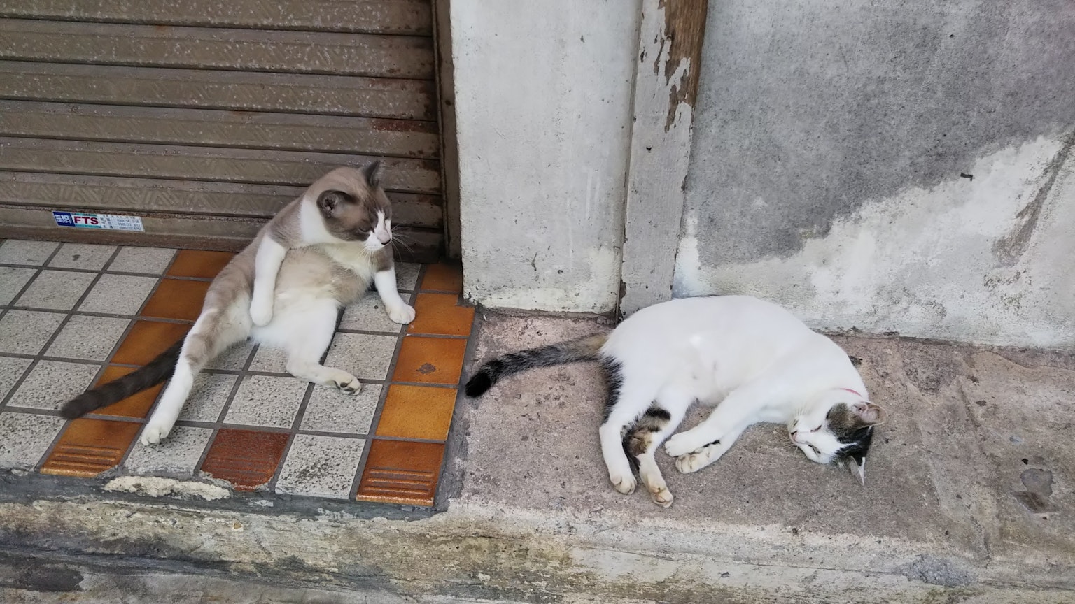 Una scimmia che osserva un gatto addormentato sul marciapiede