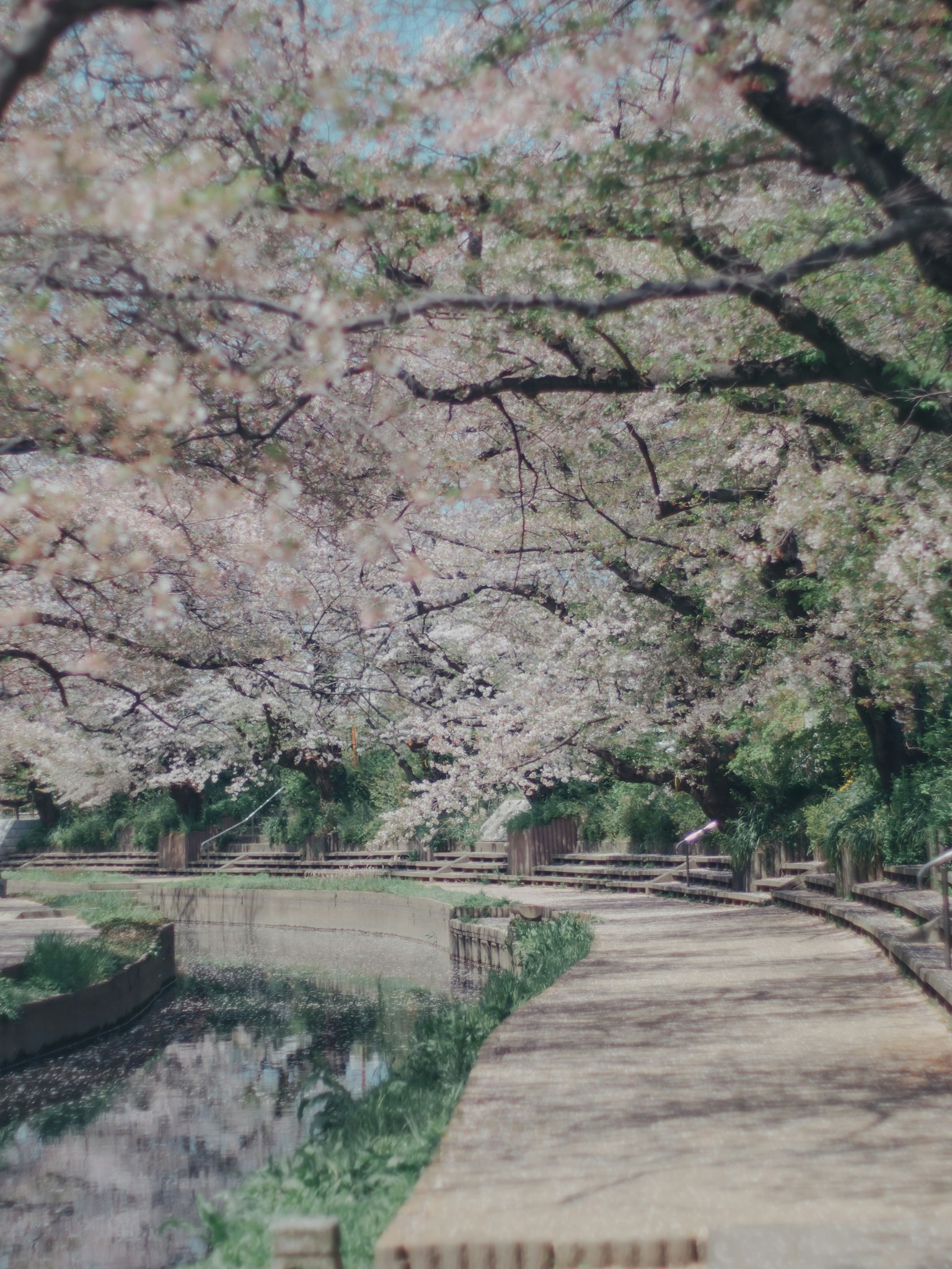 벚꽃 나무가 늘어선 길과 고요한 연못
