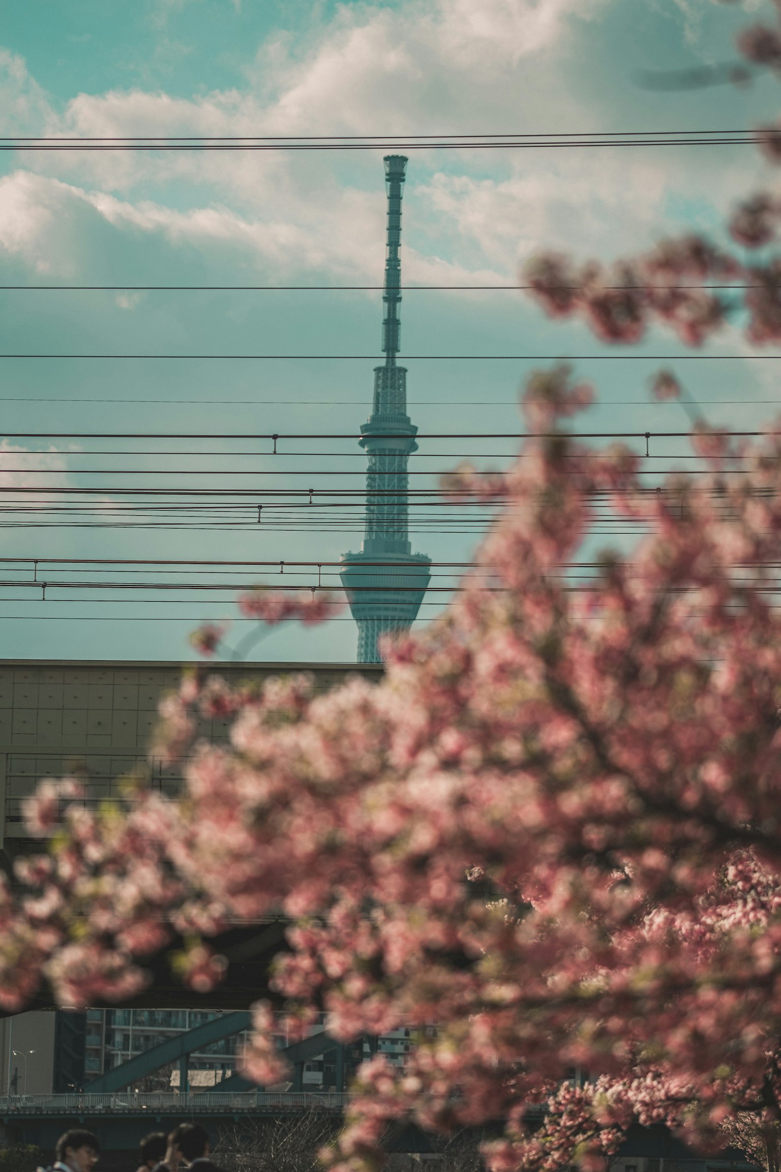 樱花与东京塔背景