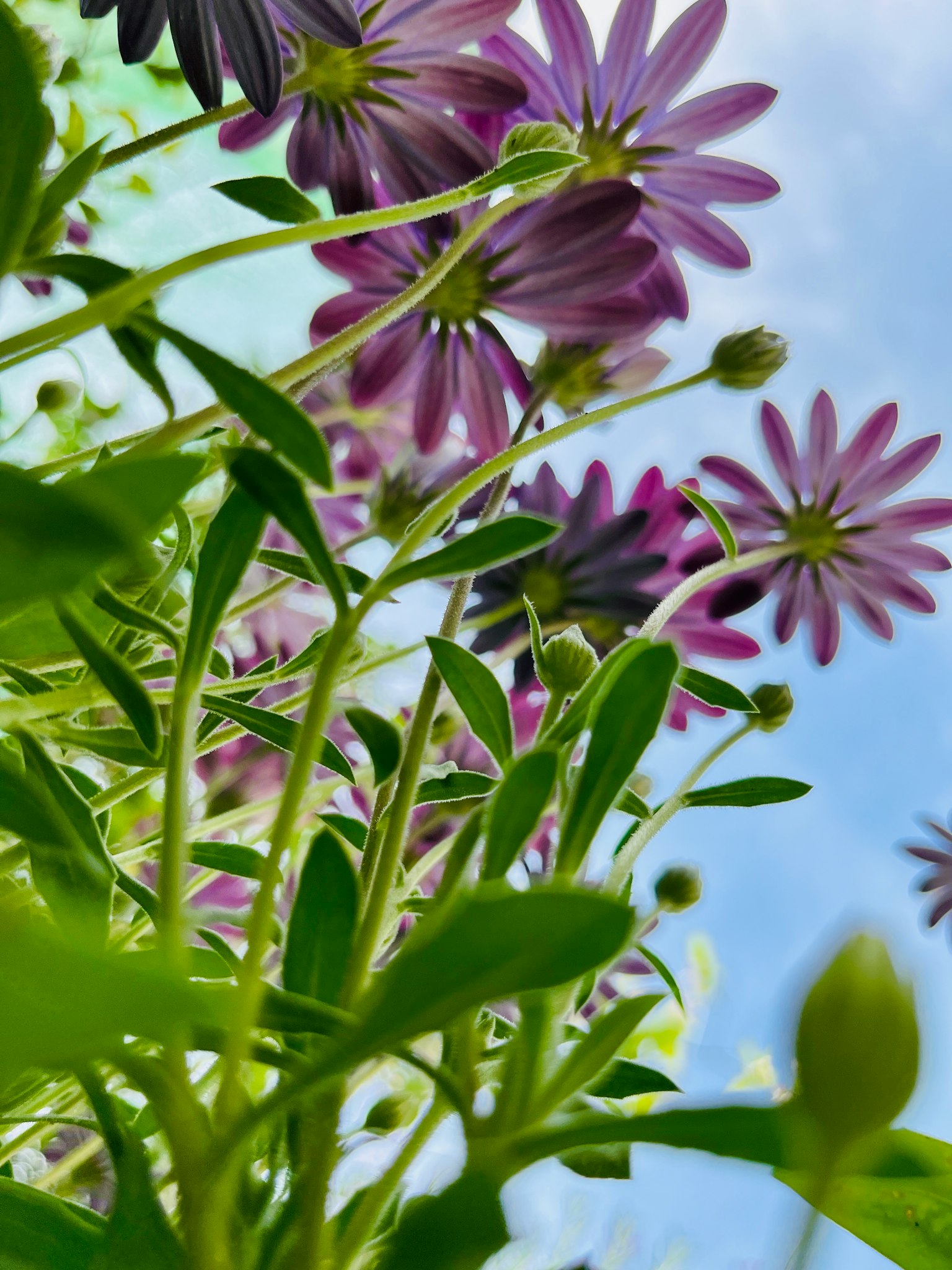 Close-up of purple flowers and green leaves
