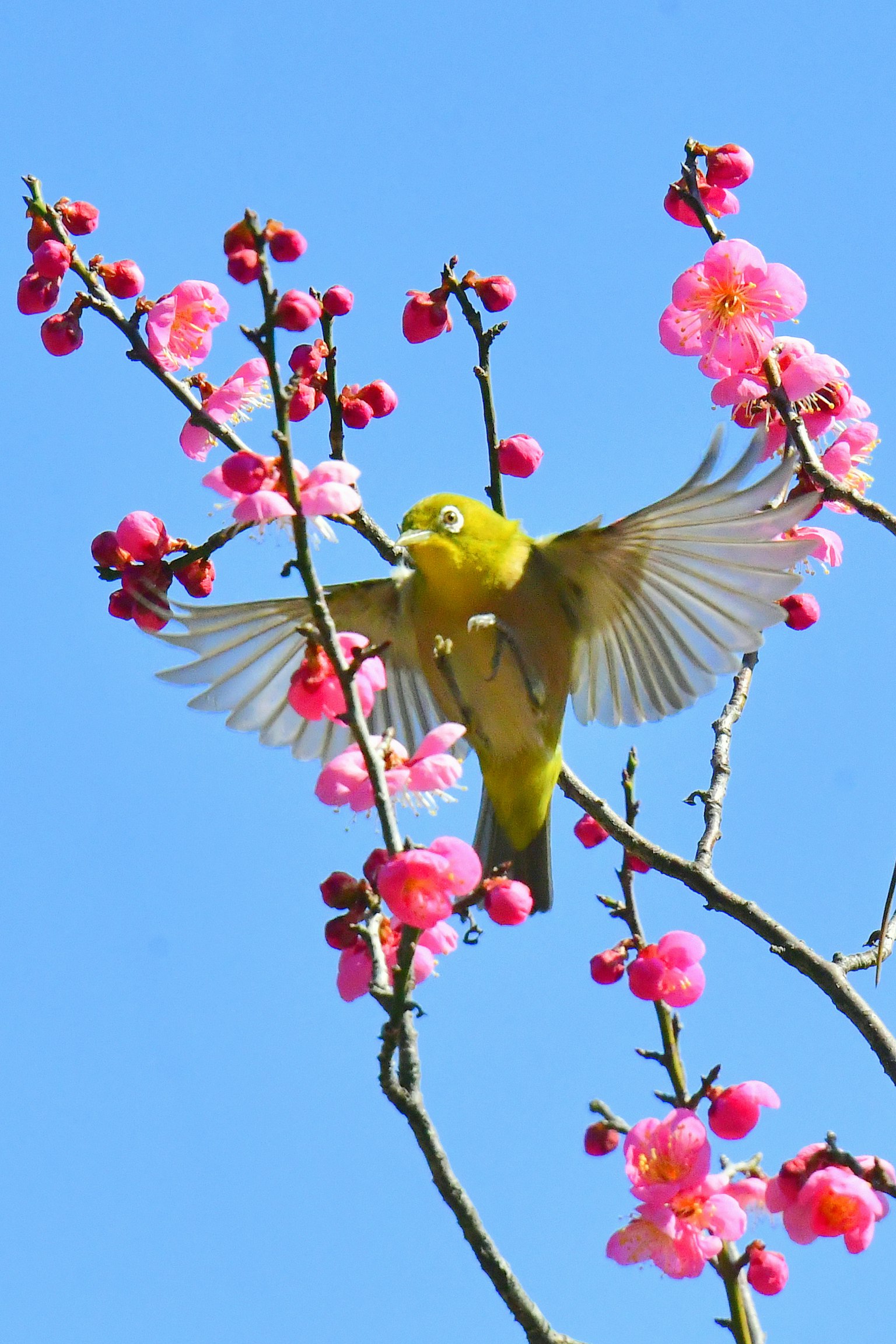 Uccello giallo appollaiato su un ramo con fiori di ciliegio rosa sotto un cielo blu