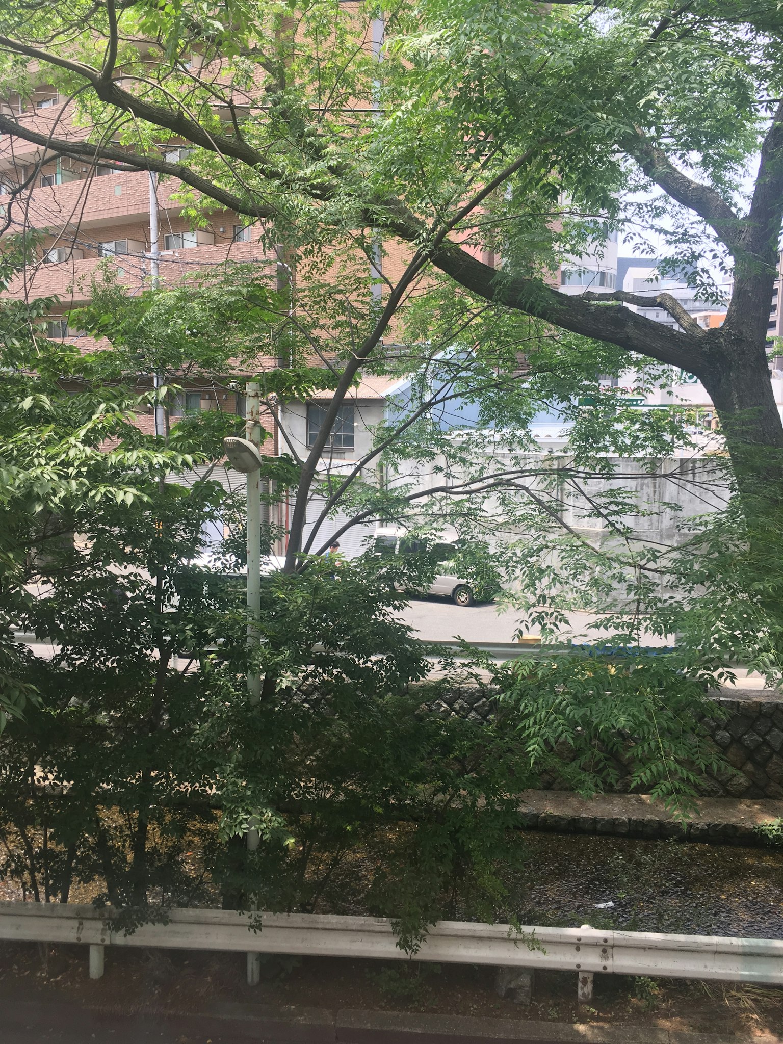 Árboles verdes exuberantes con un fondo de edificios
