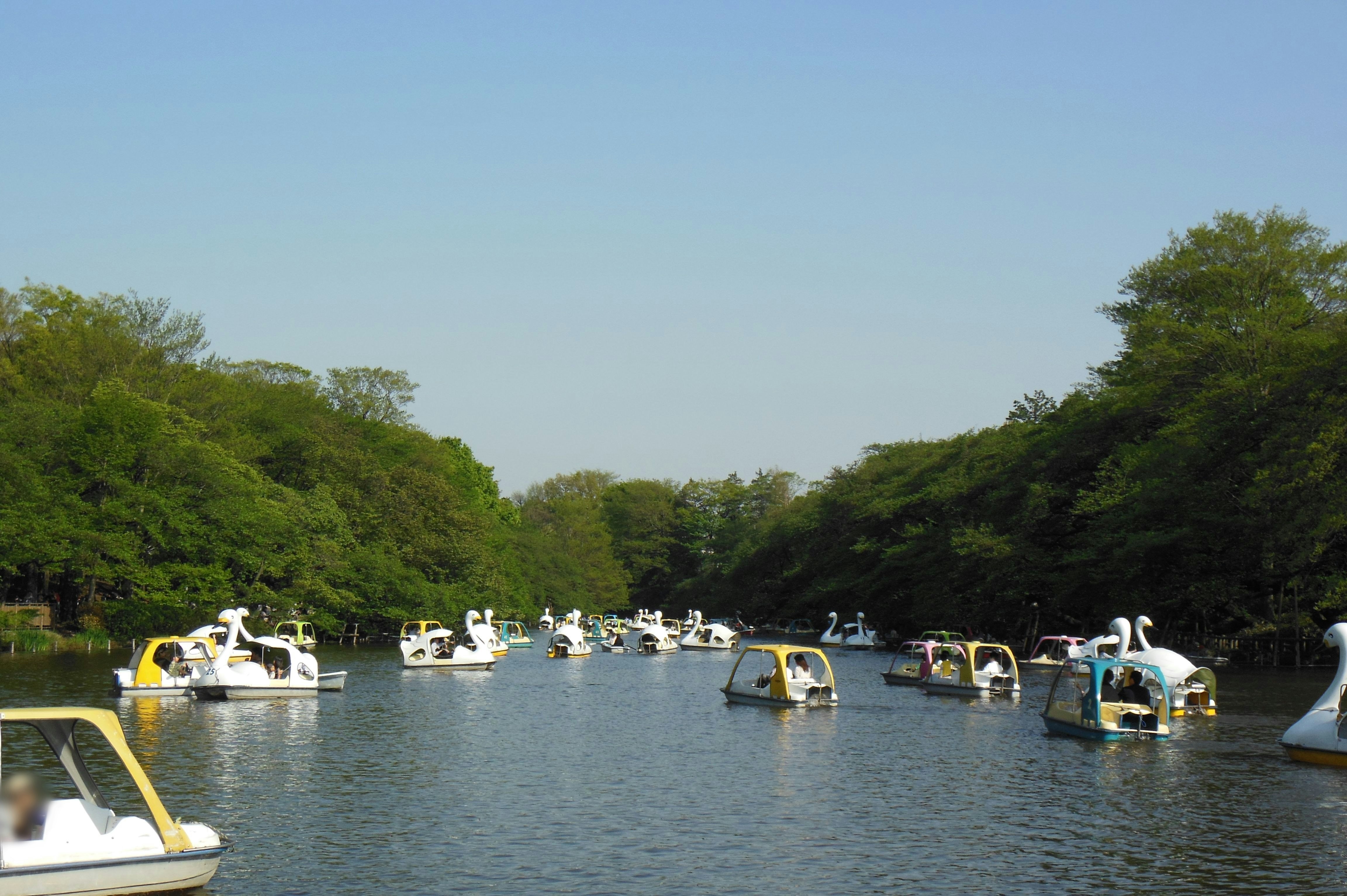 White boats lined up along a lakeside