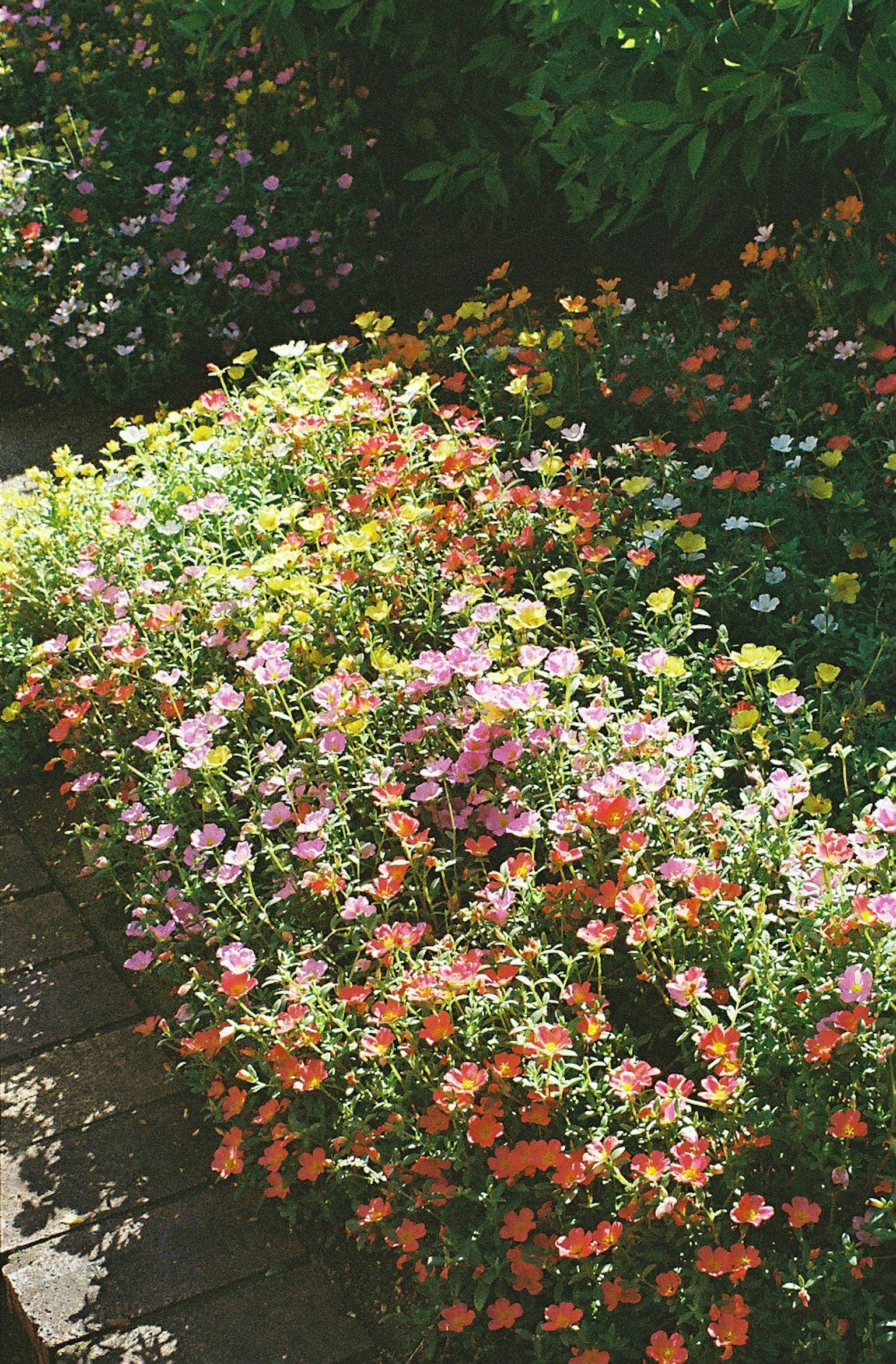 五彩繽紛的花園，盛開著粉色、橙色和黃色的花朵
