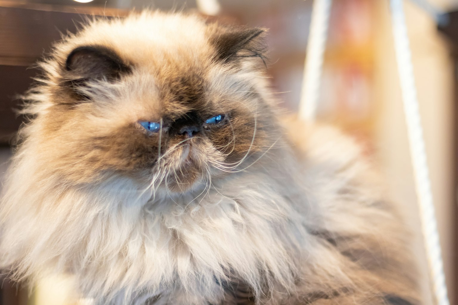 Gatto persiano fluffy con occhi blu strabilianti
