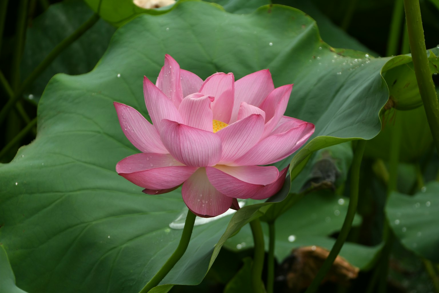美麗的粉色蓮花盛開在綠色葉子上