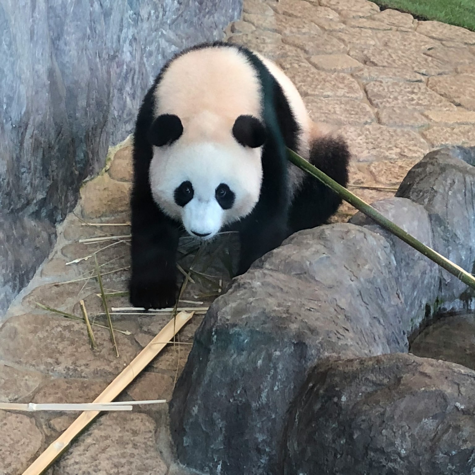 Un panda jugando con bambú en un zoológico