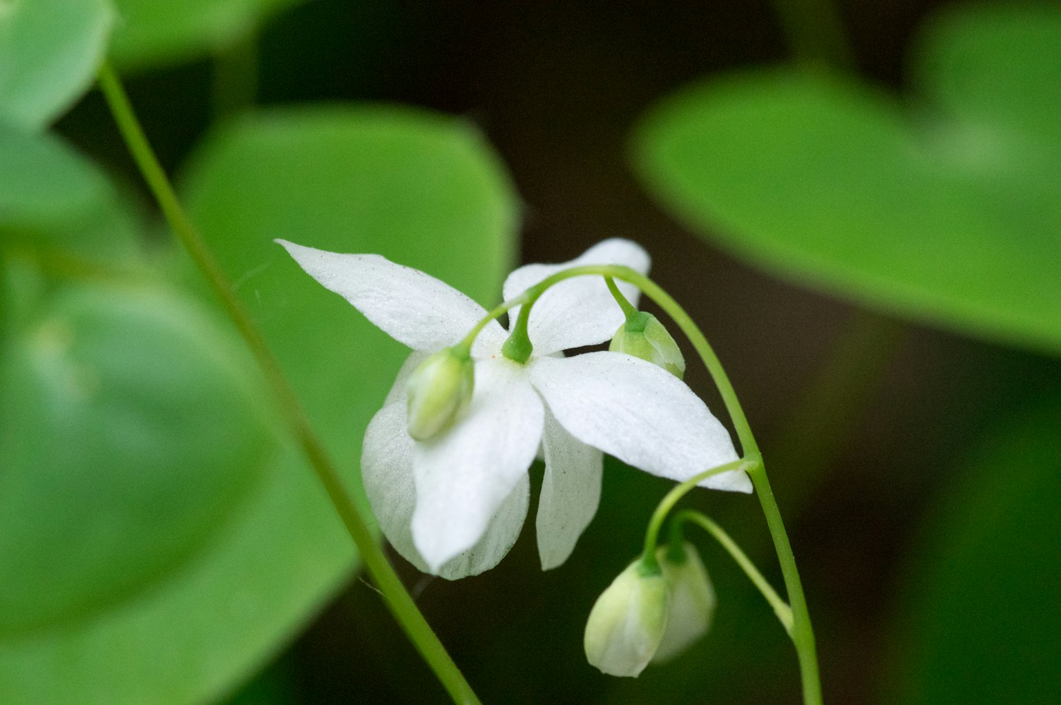 Nahaufnahme einer Pflanze mit kleinen weißen Blumen und grünen Blättern