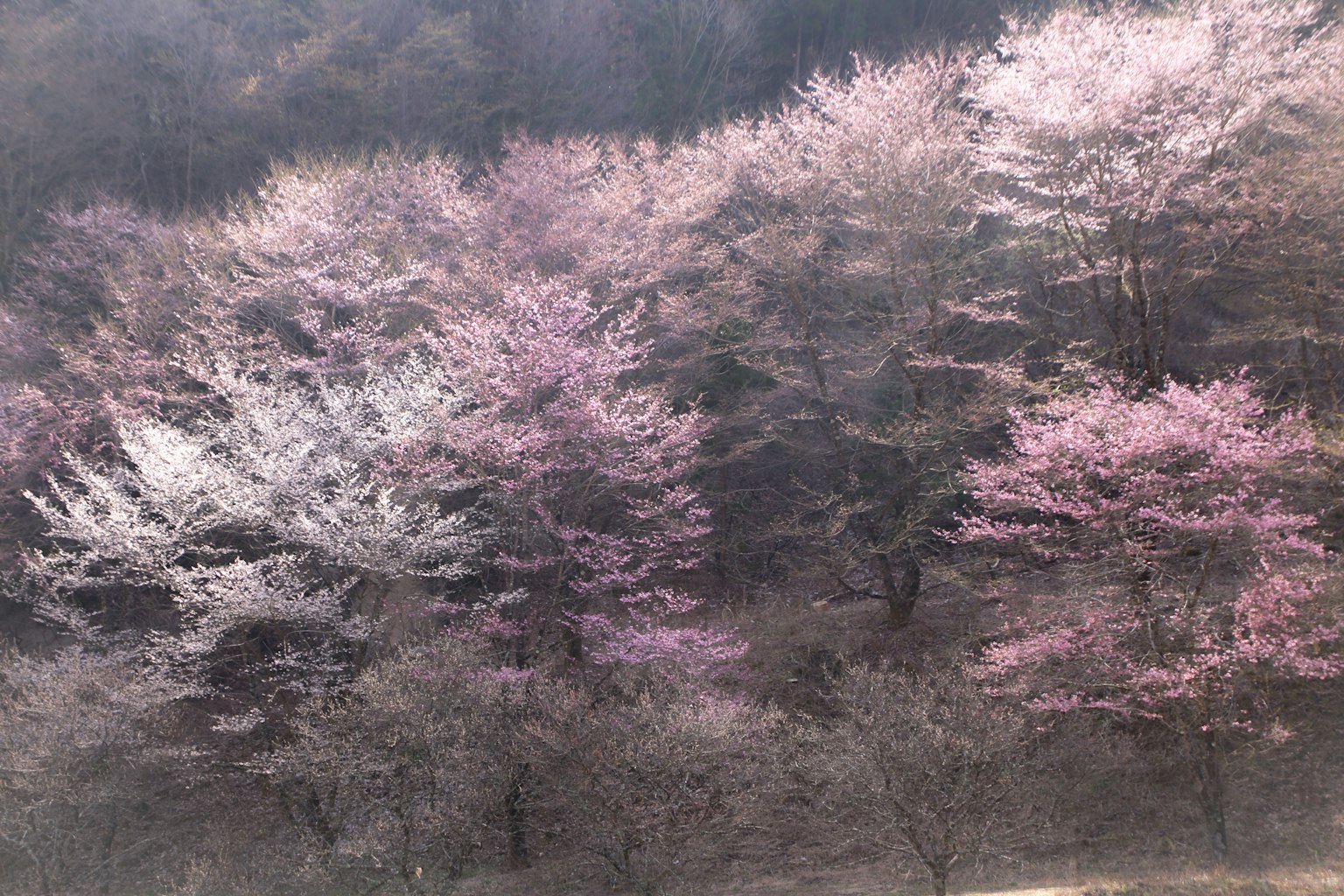 Paesaggio con alberi di ciliegio in tonalità rosa chiaro e bianco