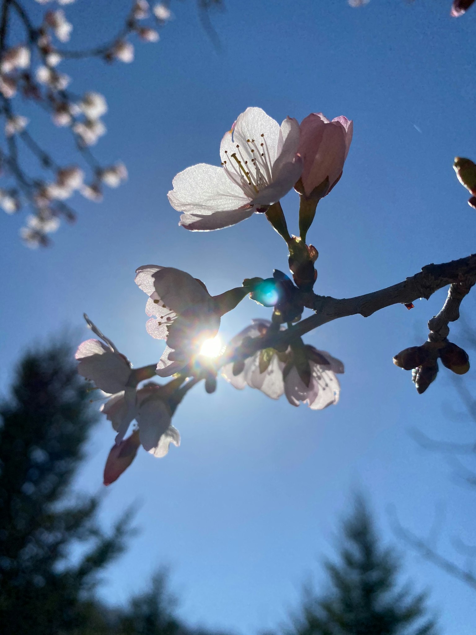 Fleurs de cerisier illuminées par la lumière du soleil sur un ciel bleu