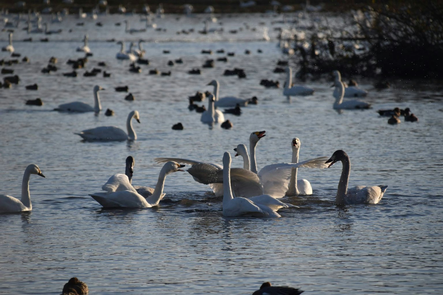 Un groupe de cygnes nageant dans un lac tranquille entouré de diverses oiseaux aquatiques