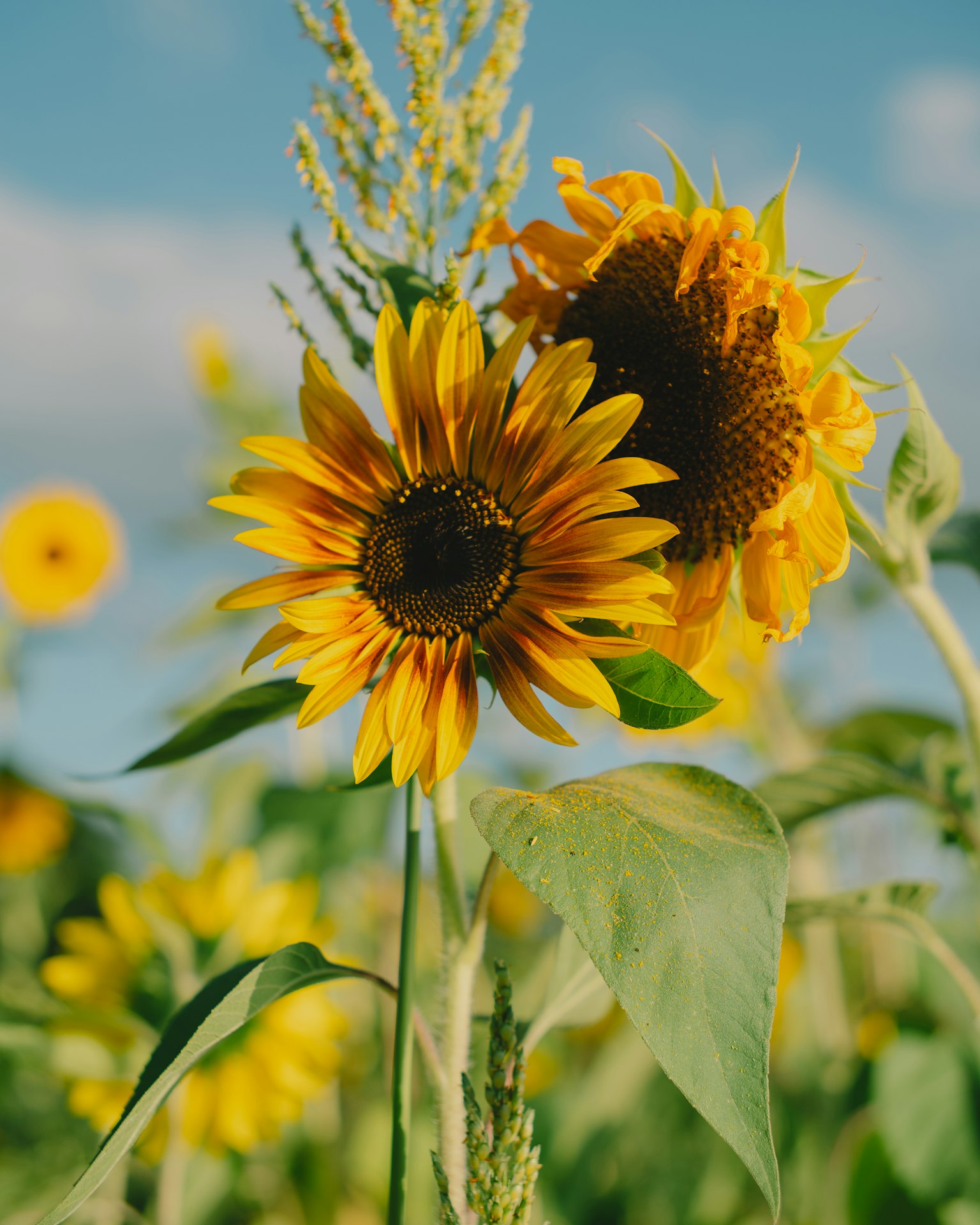 De brillants tournesols en fleurs dans un champ sous un ciel bleu