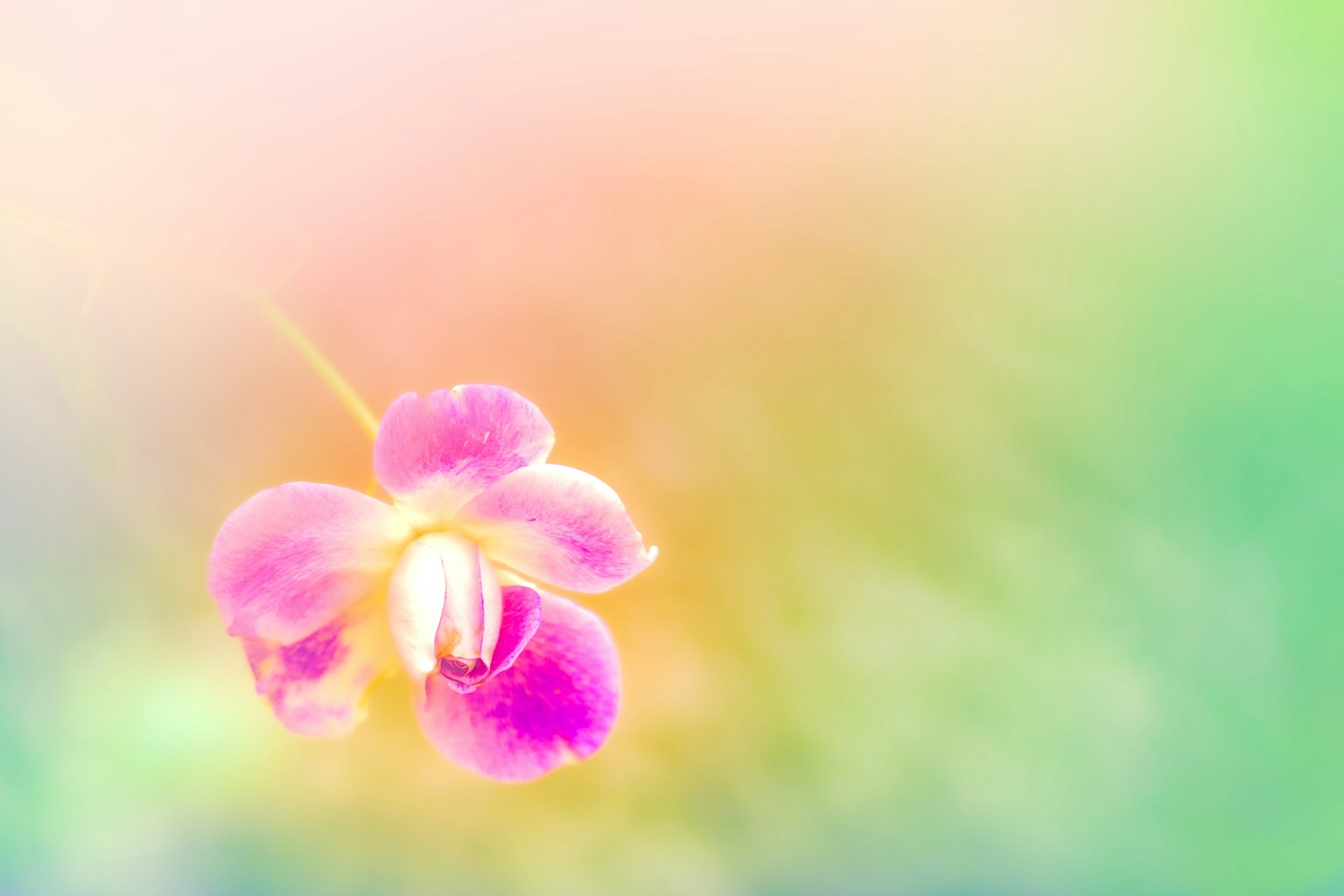 Nahaufnahme einer rosa Blume vor einem sanften Pastellhintergrund