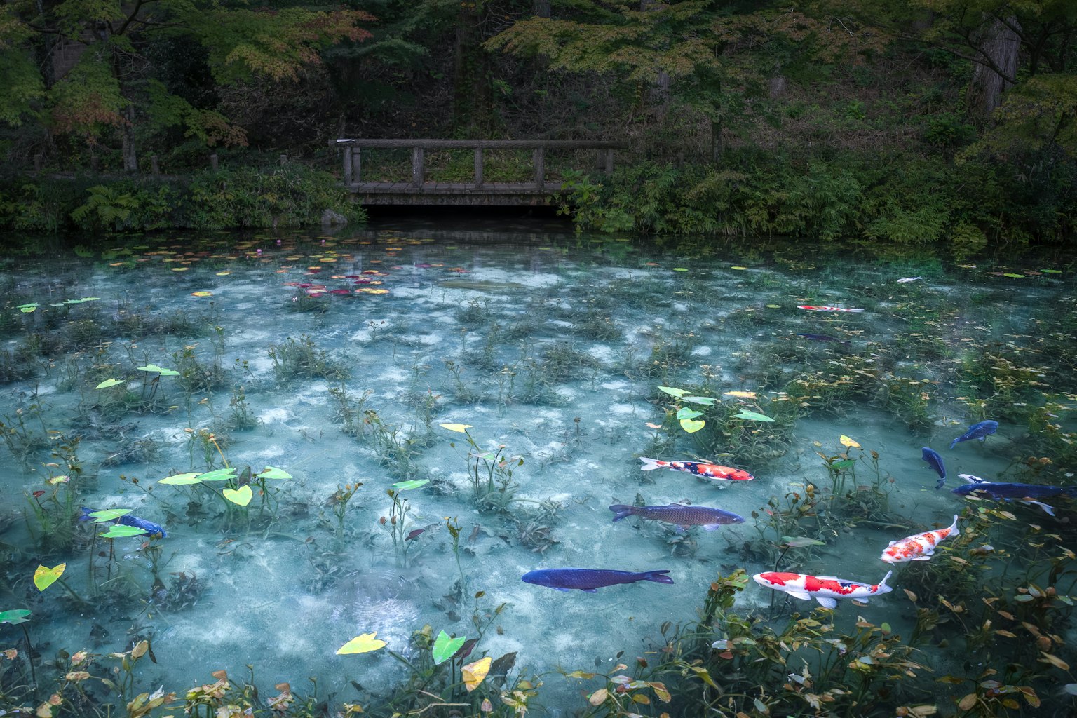 宁静的池塘场景，五彩斑斓的锦鲤和漂浮的水莲