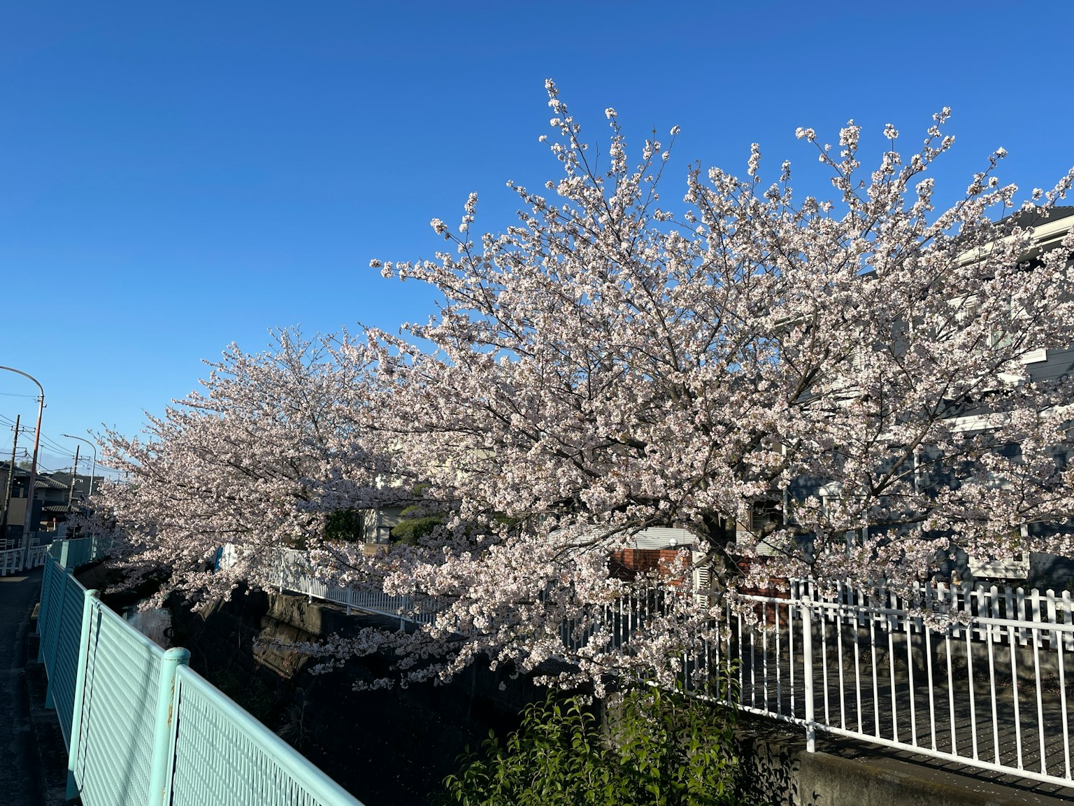 Des cerisiers en fleurs sous un ciel bleu clair