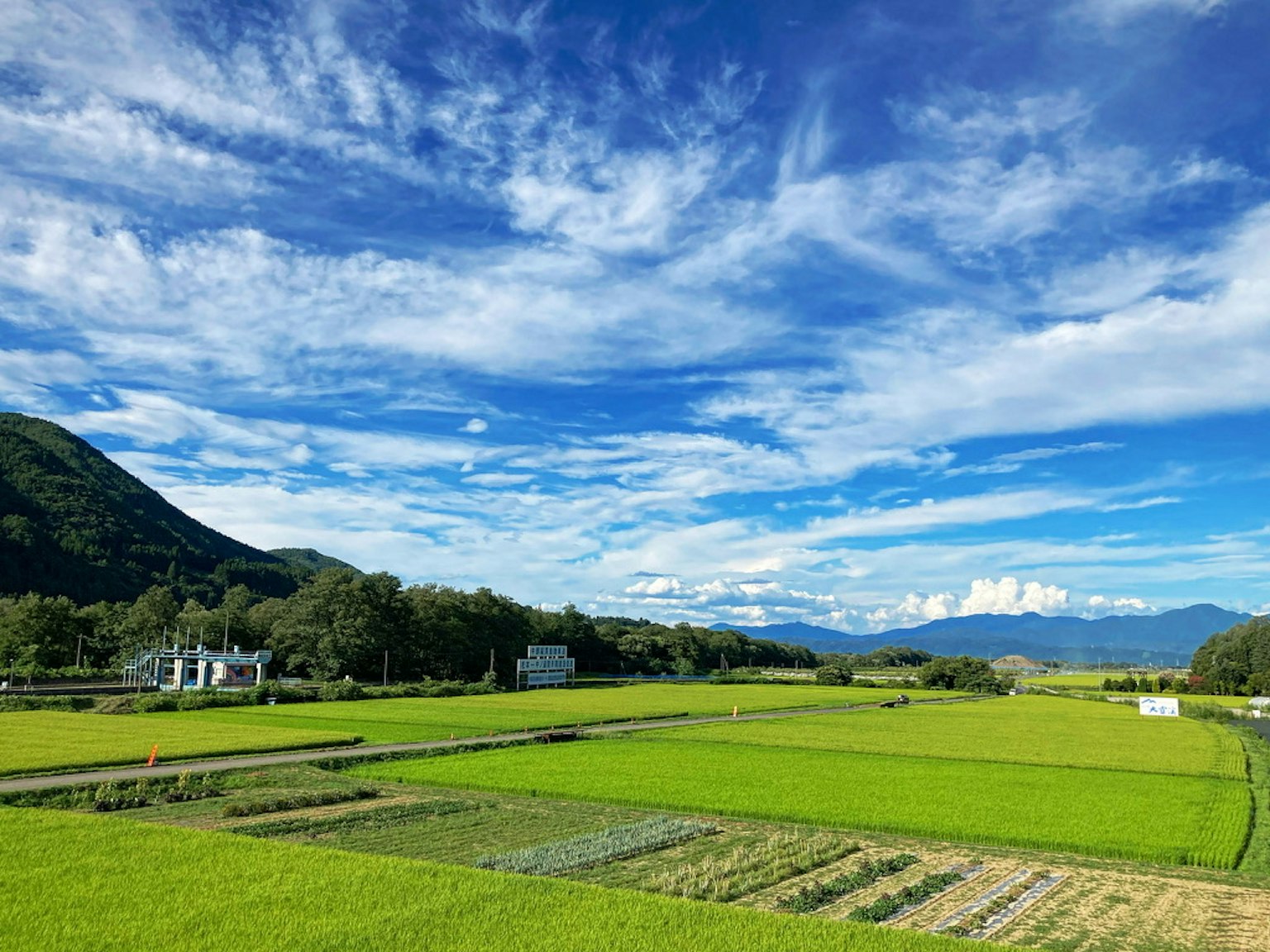 碧綠的稻田在藍天之下，遠處有山和房屋