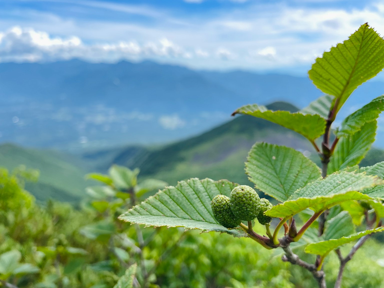 Feuilles vertes et fruits avec un paysage montagneux