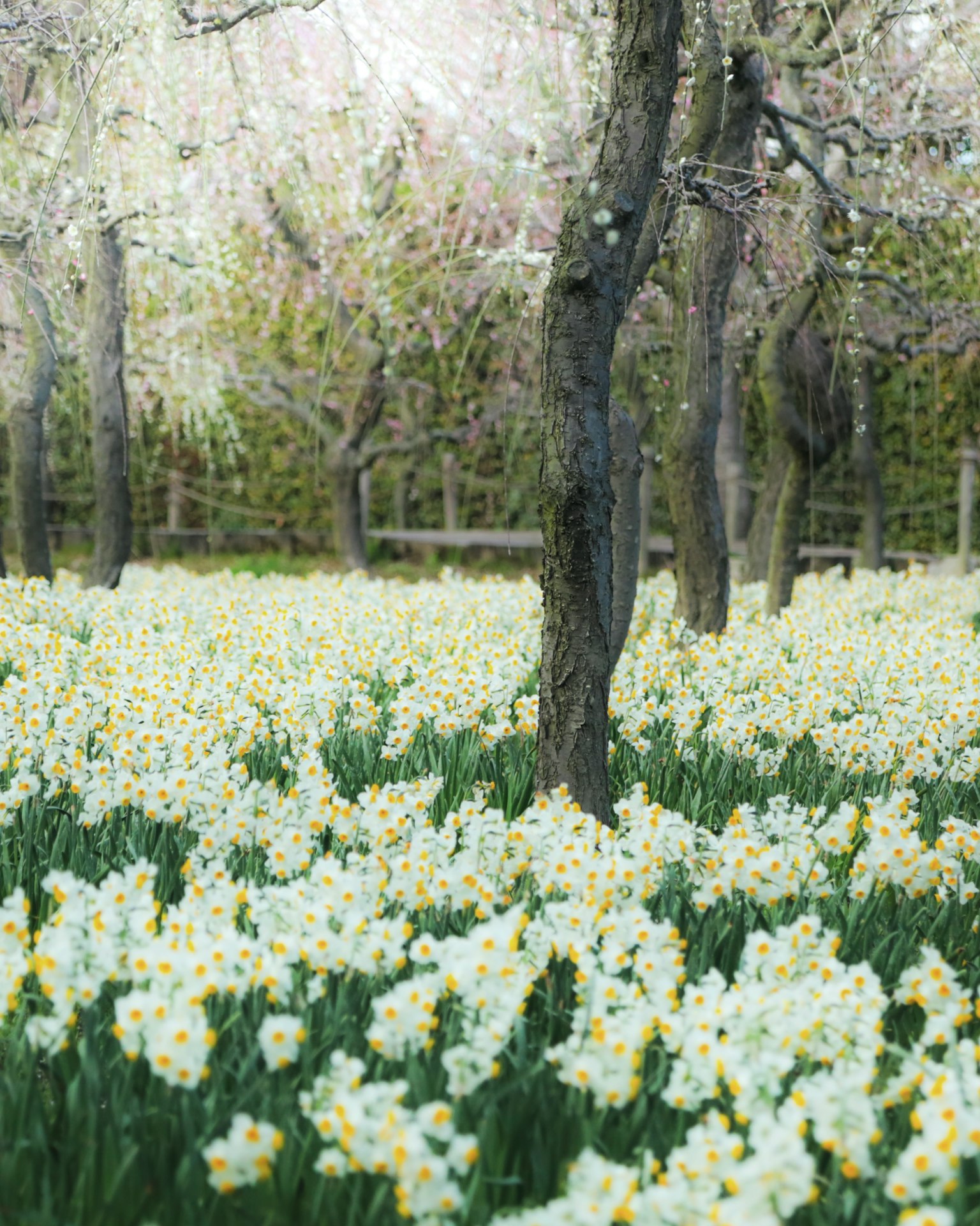 Campo di fiori bianchi con centri gialli circondato da alberi