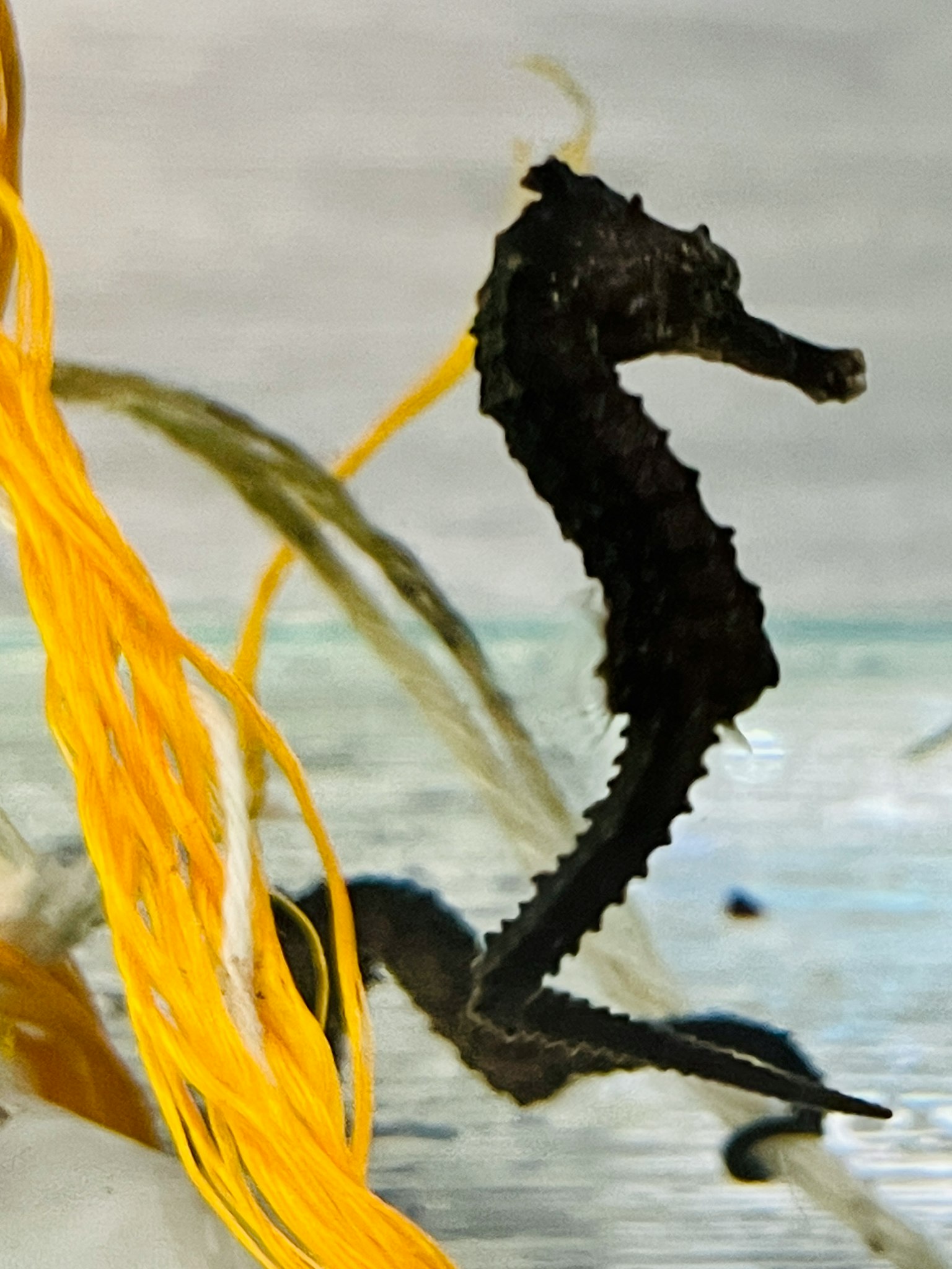 Ein Seepferdchen, das unter Wasser schwimmt, umgeben von gelbem Seegras