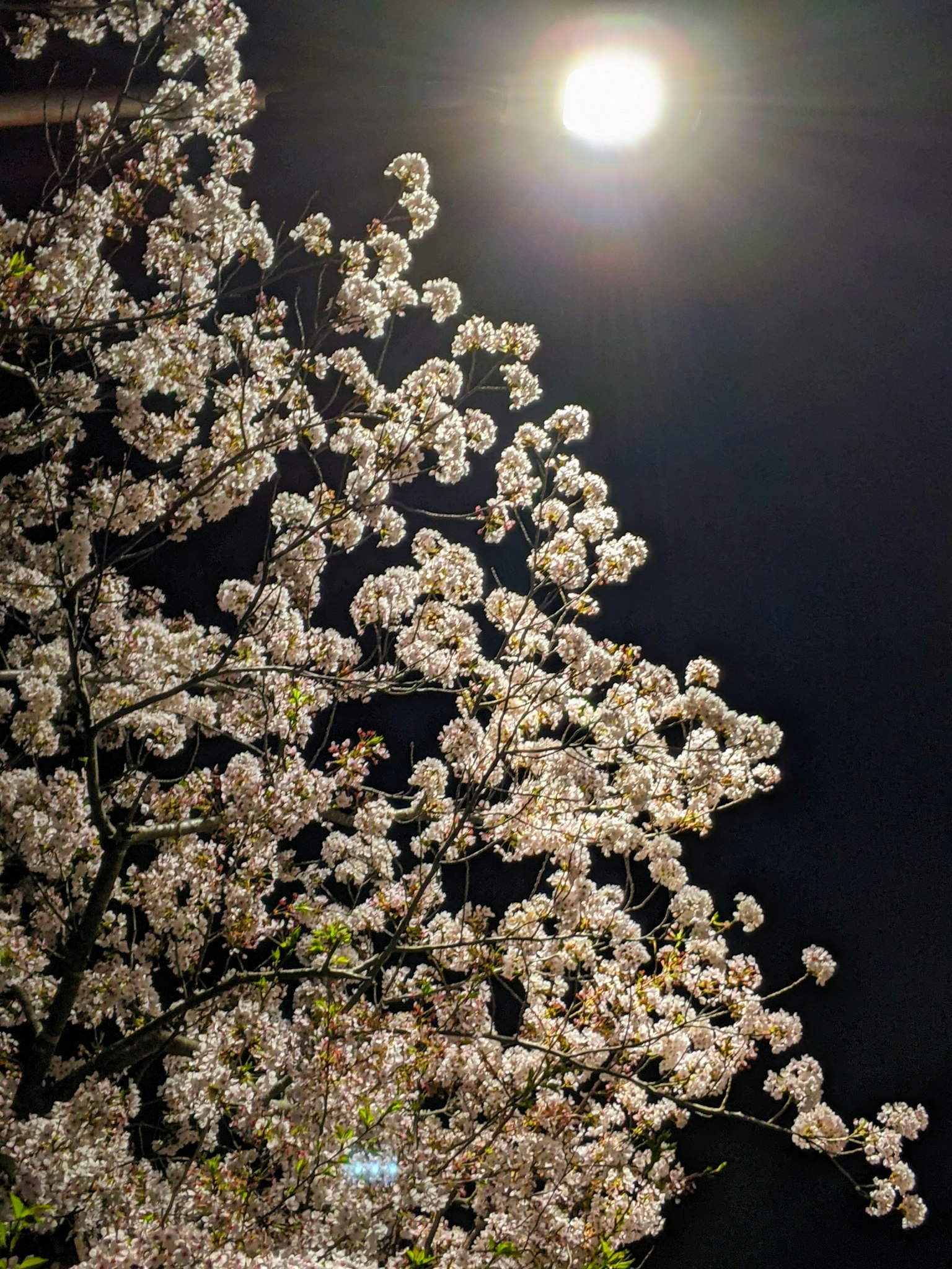 Fiori di ciliegio in piena fioritura sotto una luna brillante di notte