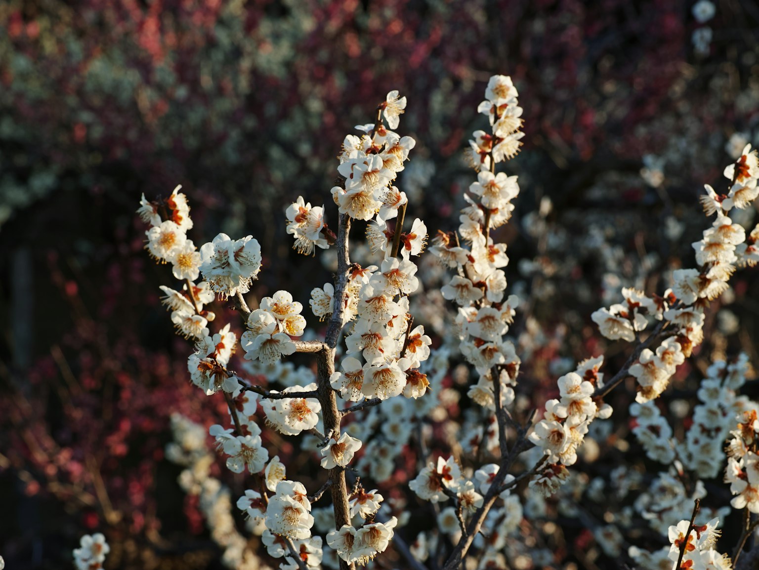 photo-yY9lArljvlEAxBS86FCz-image