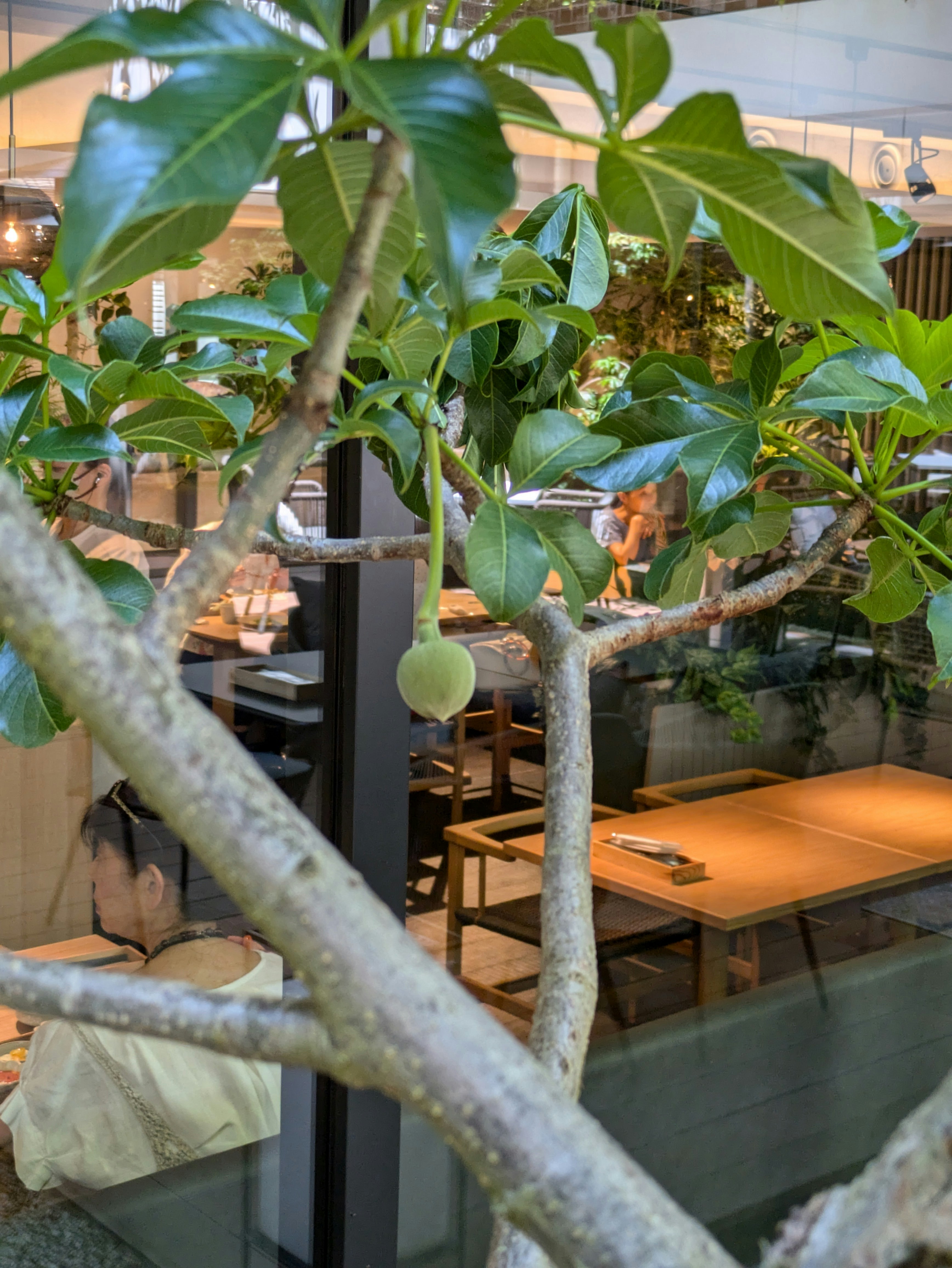 cafe interior surrounded by potted plants