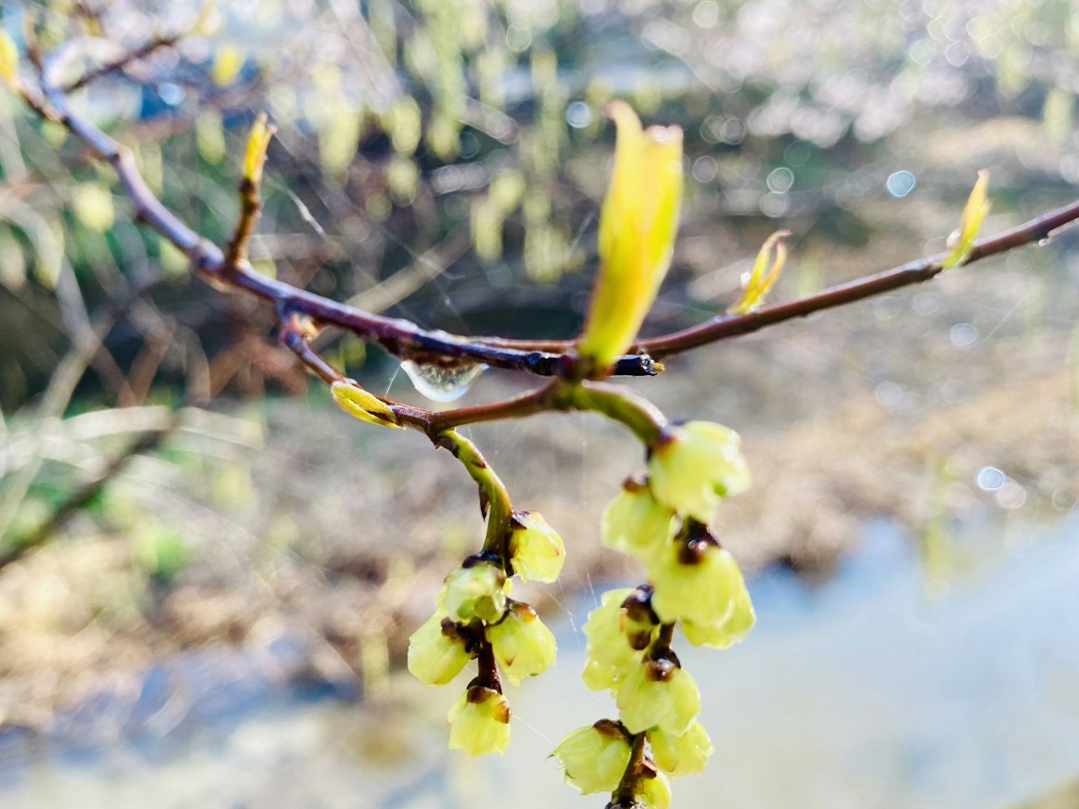 春季花朵在树枝上的特写