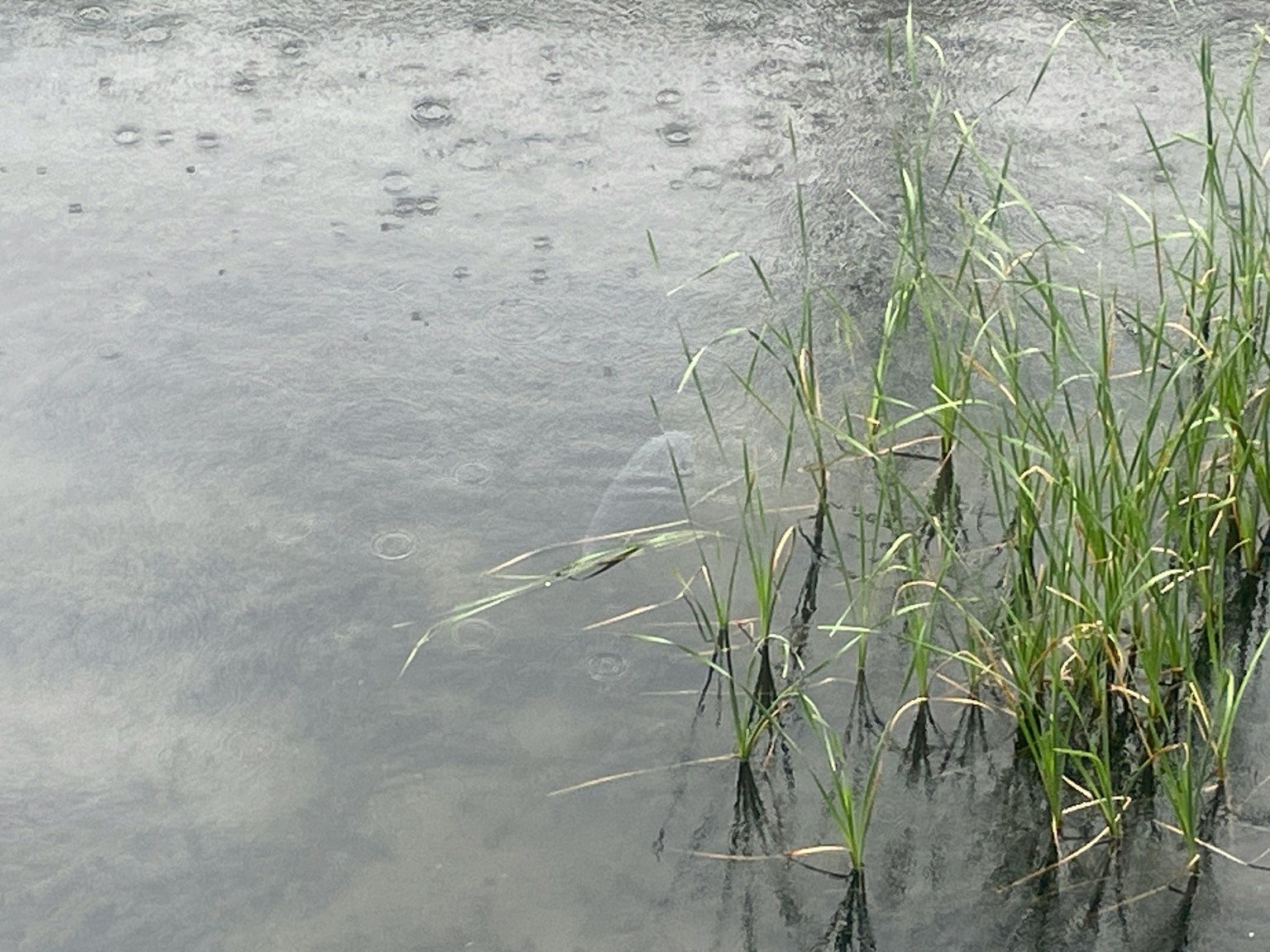 雨中水面旁的綠色草