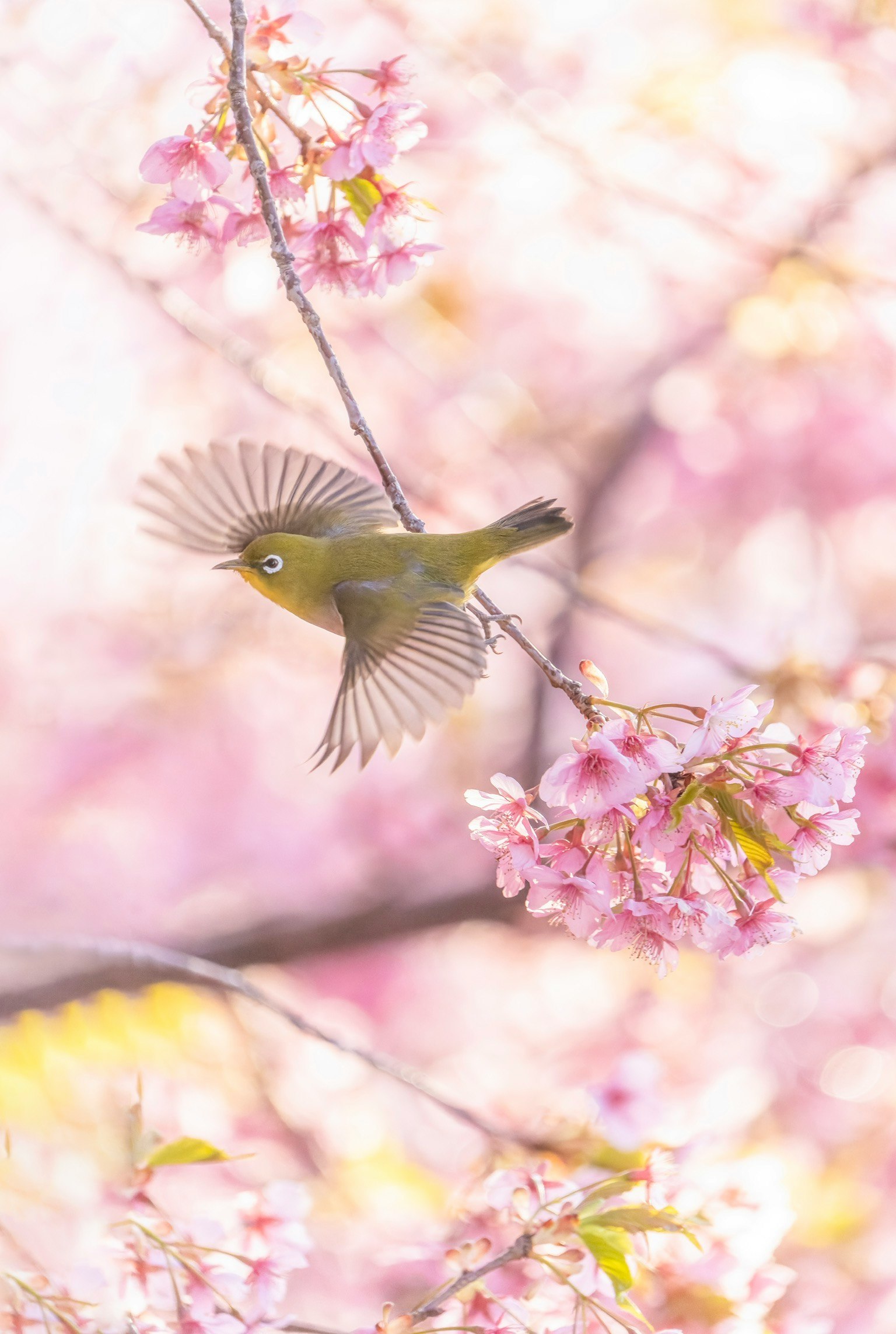 A small bird flying among cherry blossoms in a soft pink setting