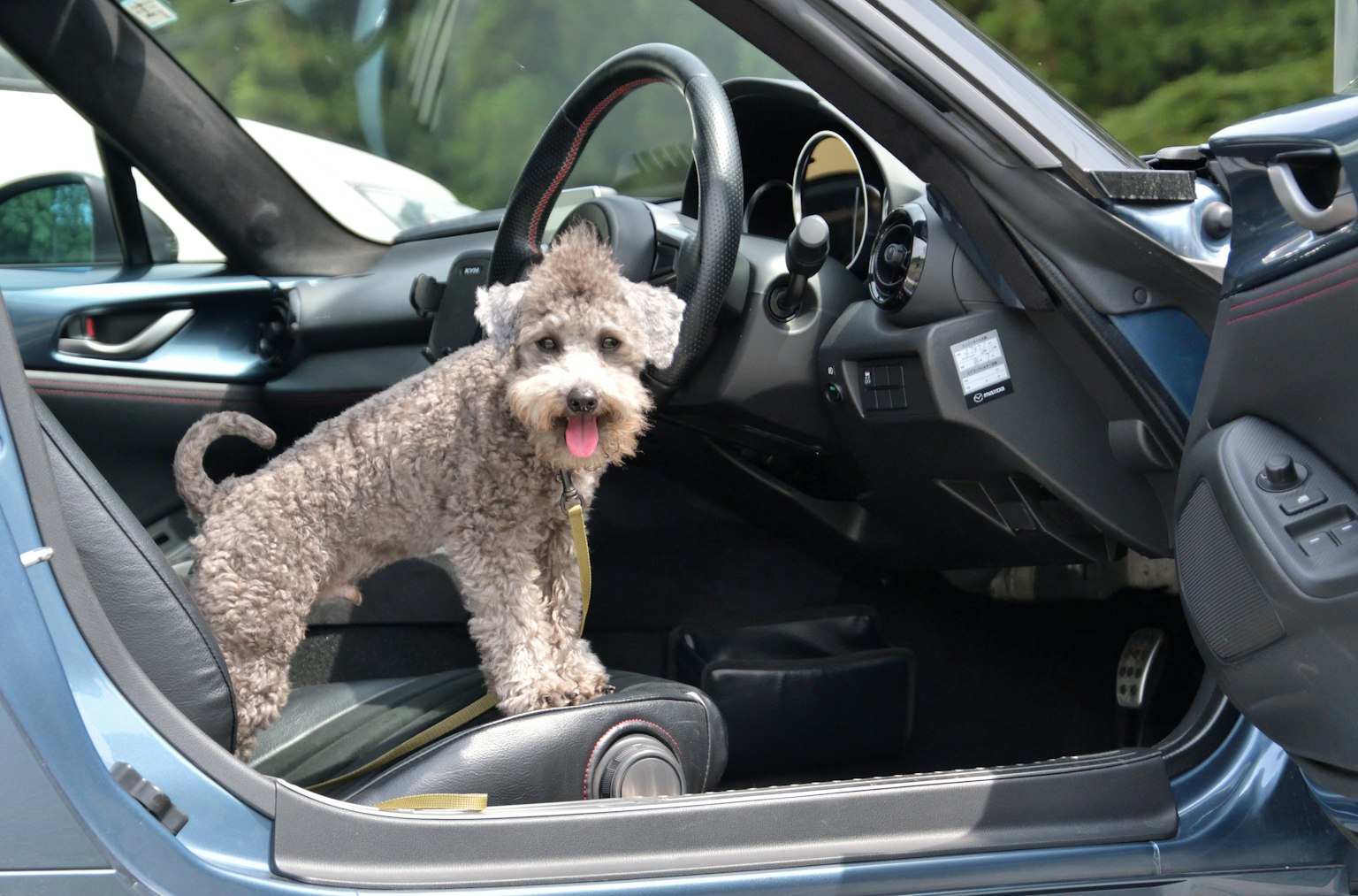 Un perro de pie cerca del asiento del conductor dentro de un coche