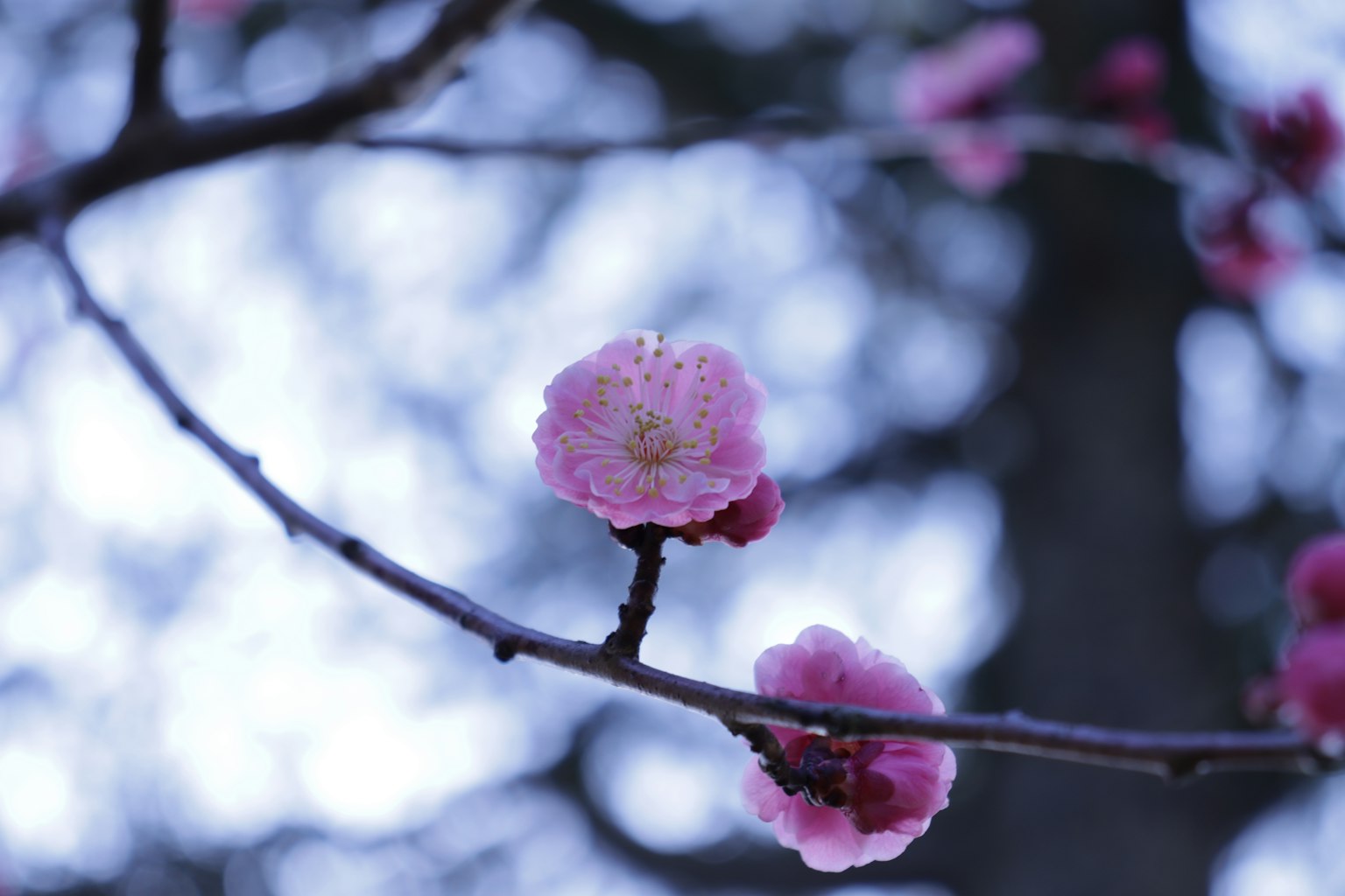 Gros plan de branches avec des fleurs roses en flou doux