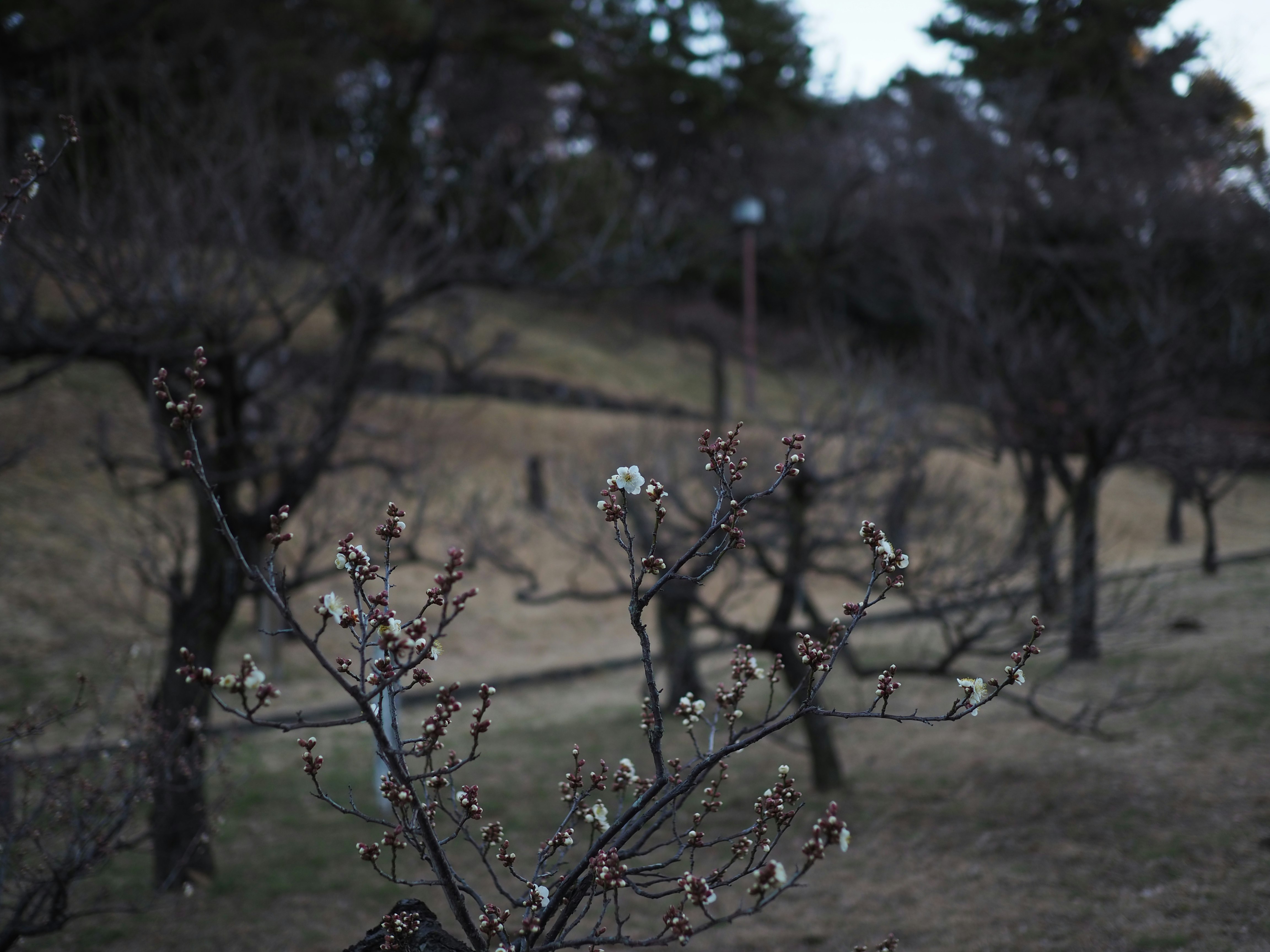 丘陵の草地に咲く花の枝先と木々の風景