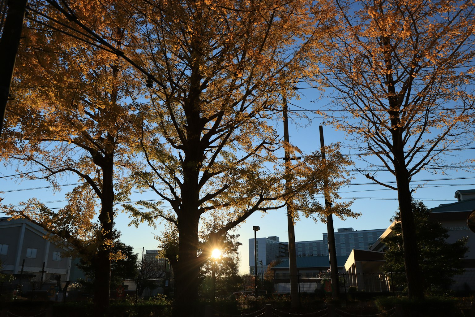 Alberi con foglie arancioni al tramonto autunnale e edifici sullo sfondo