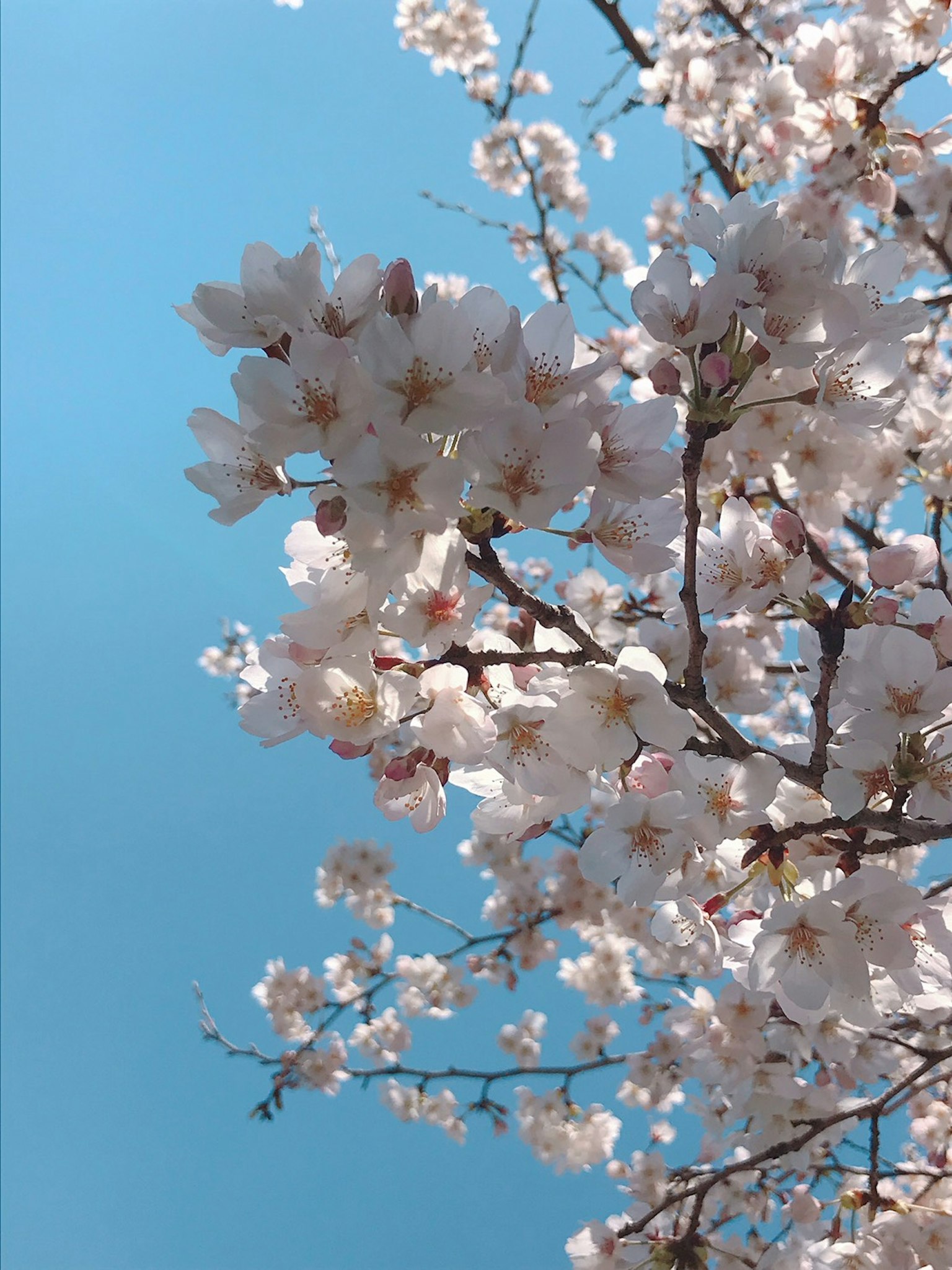 Nahaufnahme von Kirschblüten vor blauem Himmel