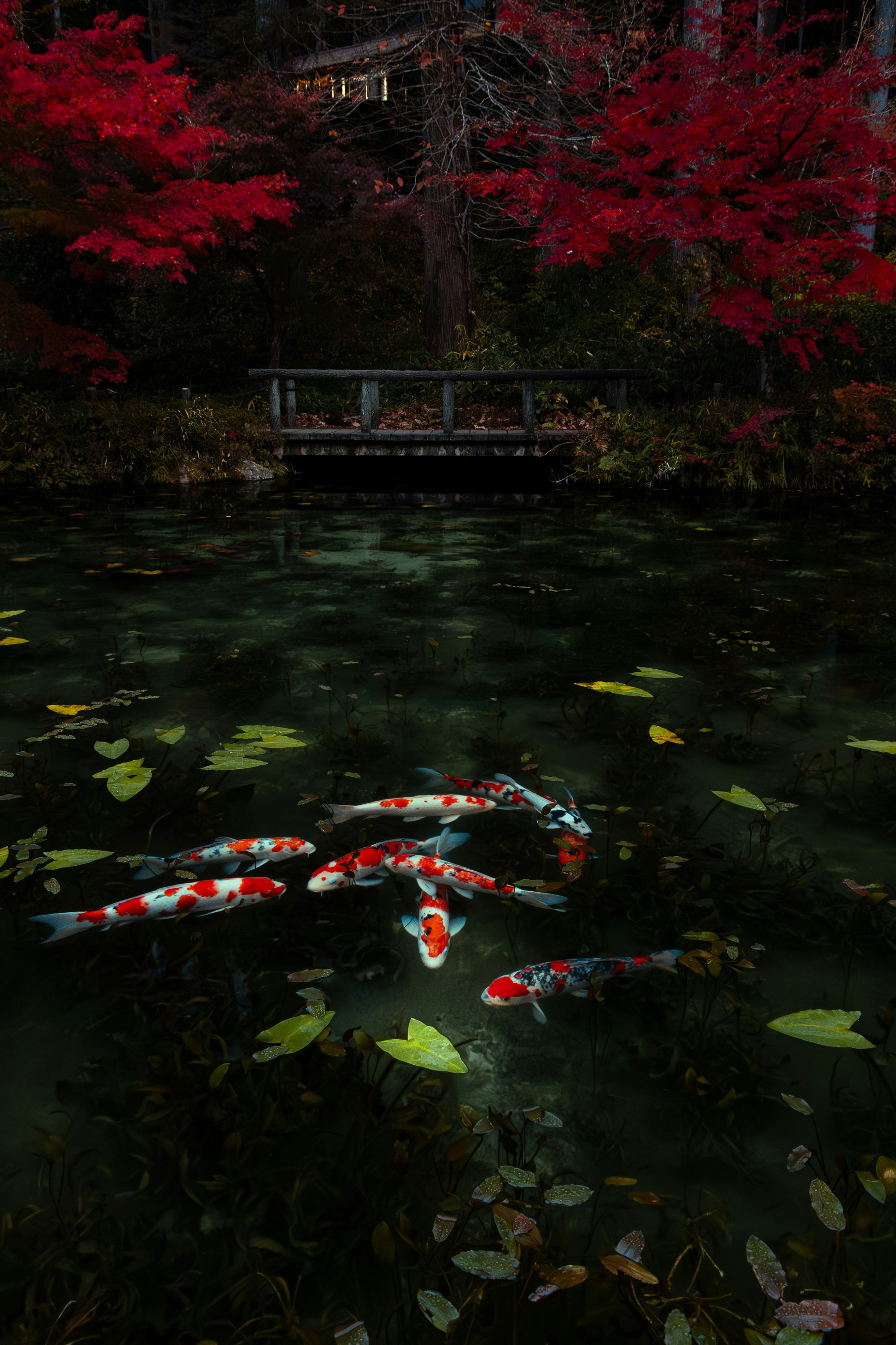 池に浮かぶ錦鯉と紅葉のある庭園の夜景