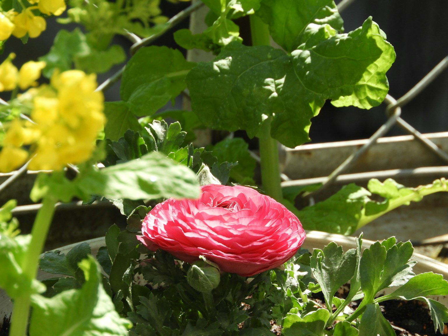 Flor rosa vibrante rodeada de hojas verdes en un jardín