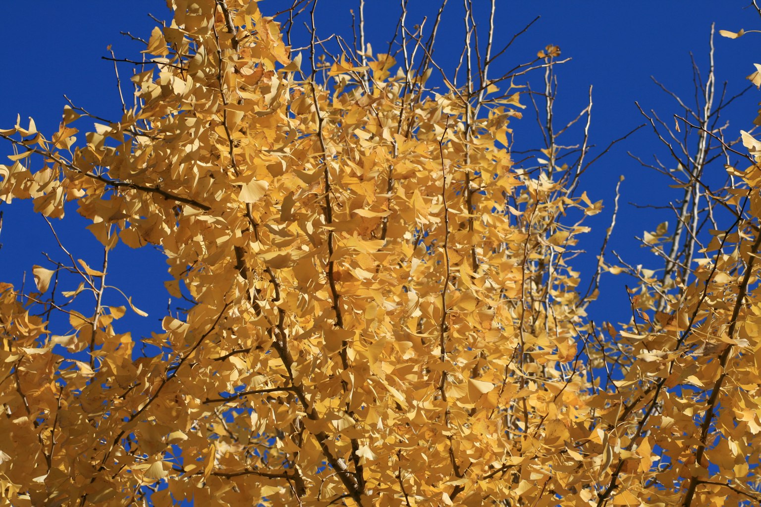 Parte superiore di un albero con foglie dorate contro un cielo blu