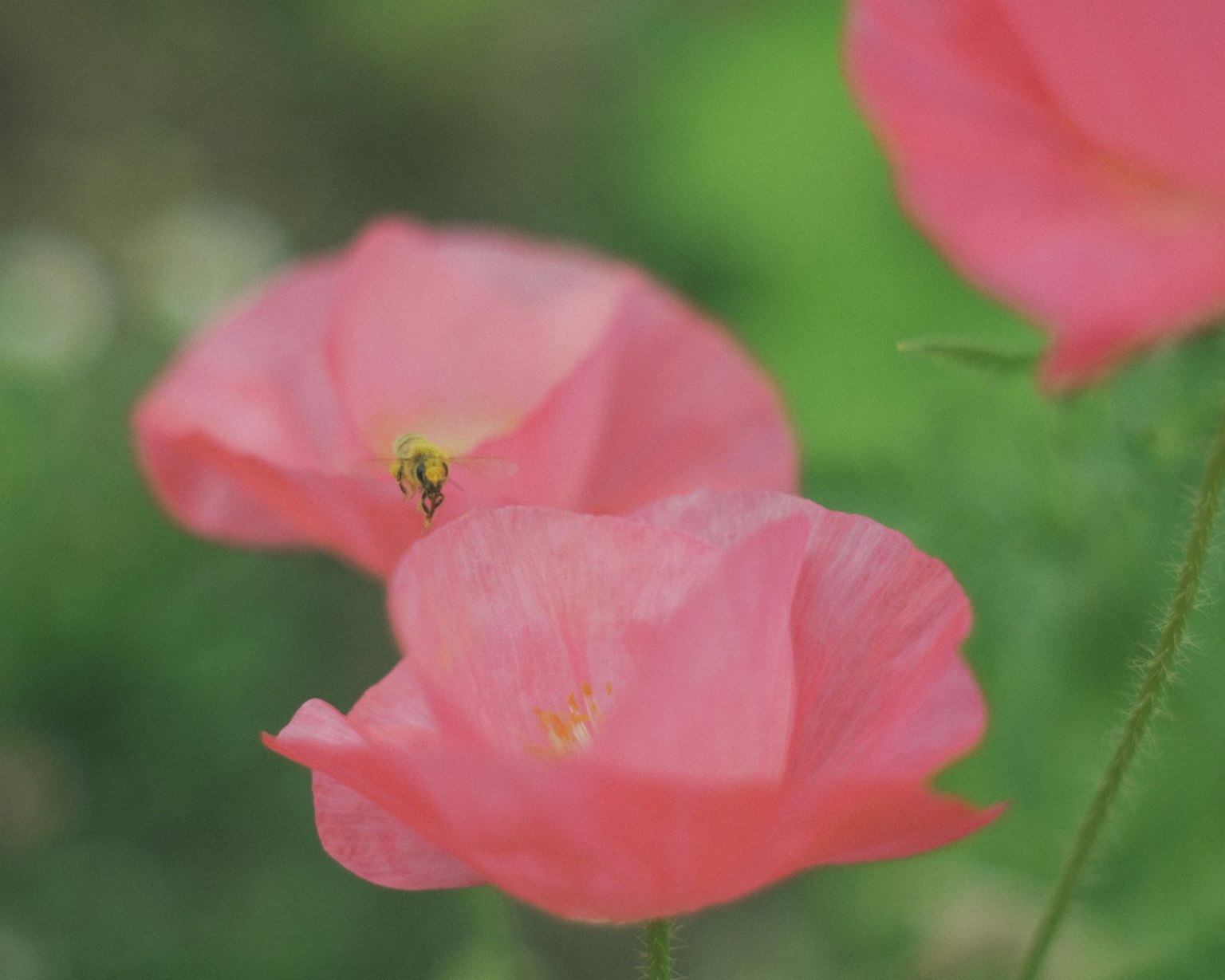 Lebendige rosa Blumen im Kontrast zum grünen Hintergrund