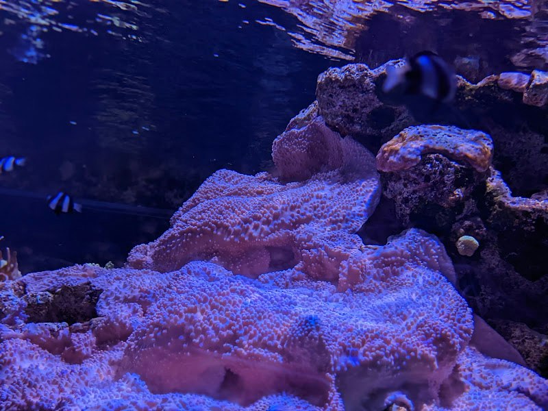 藍色水族箱裡的珊瑚礁景觀