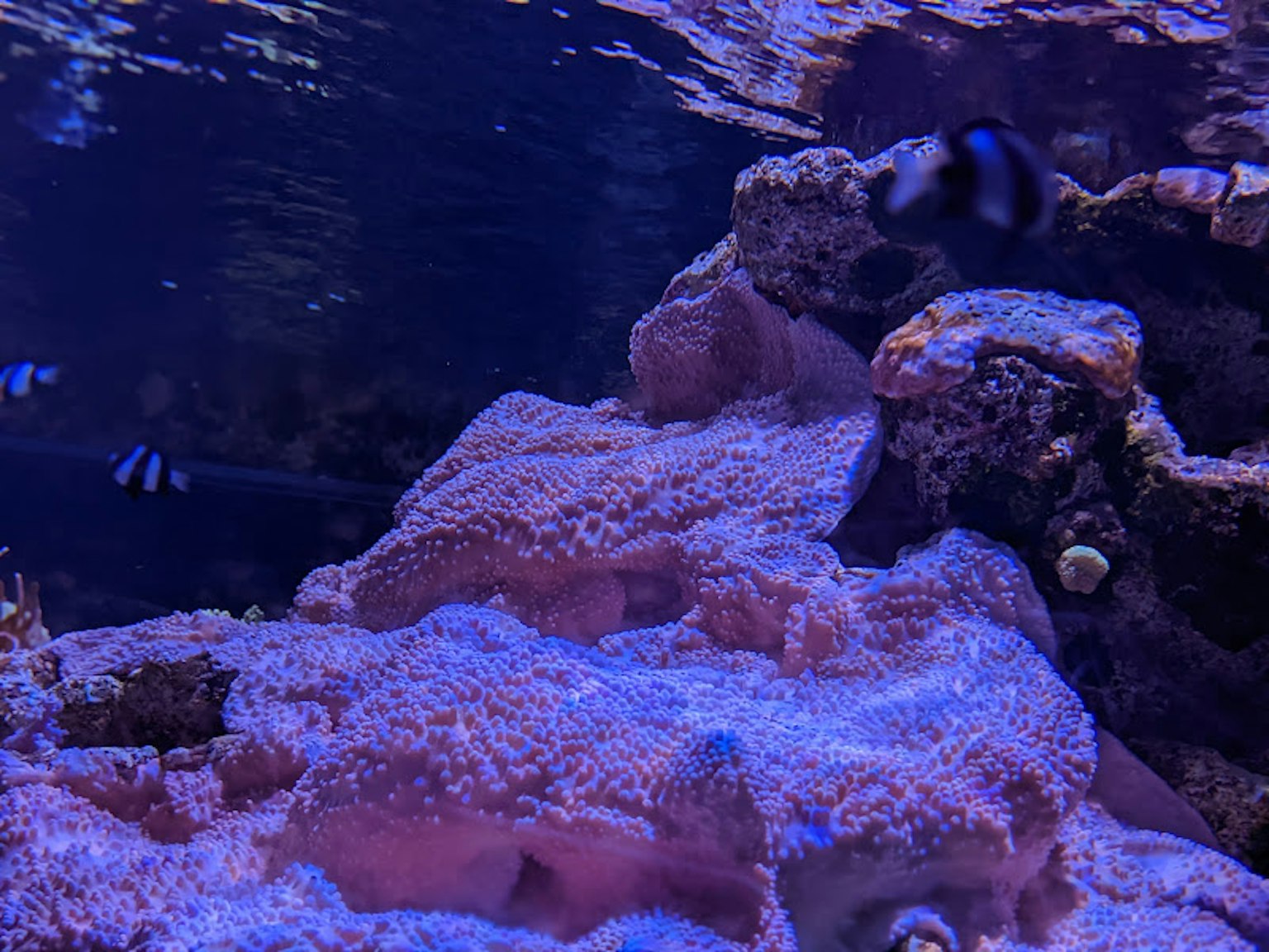 Scena subacquea con rocce e coralli blu con pesci che nuotano