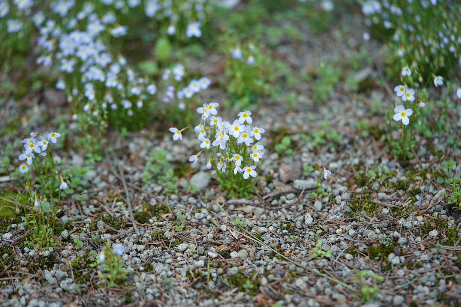 Foto von kleinen weißen Blumen, die auf grünem Boden verstreut sind