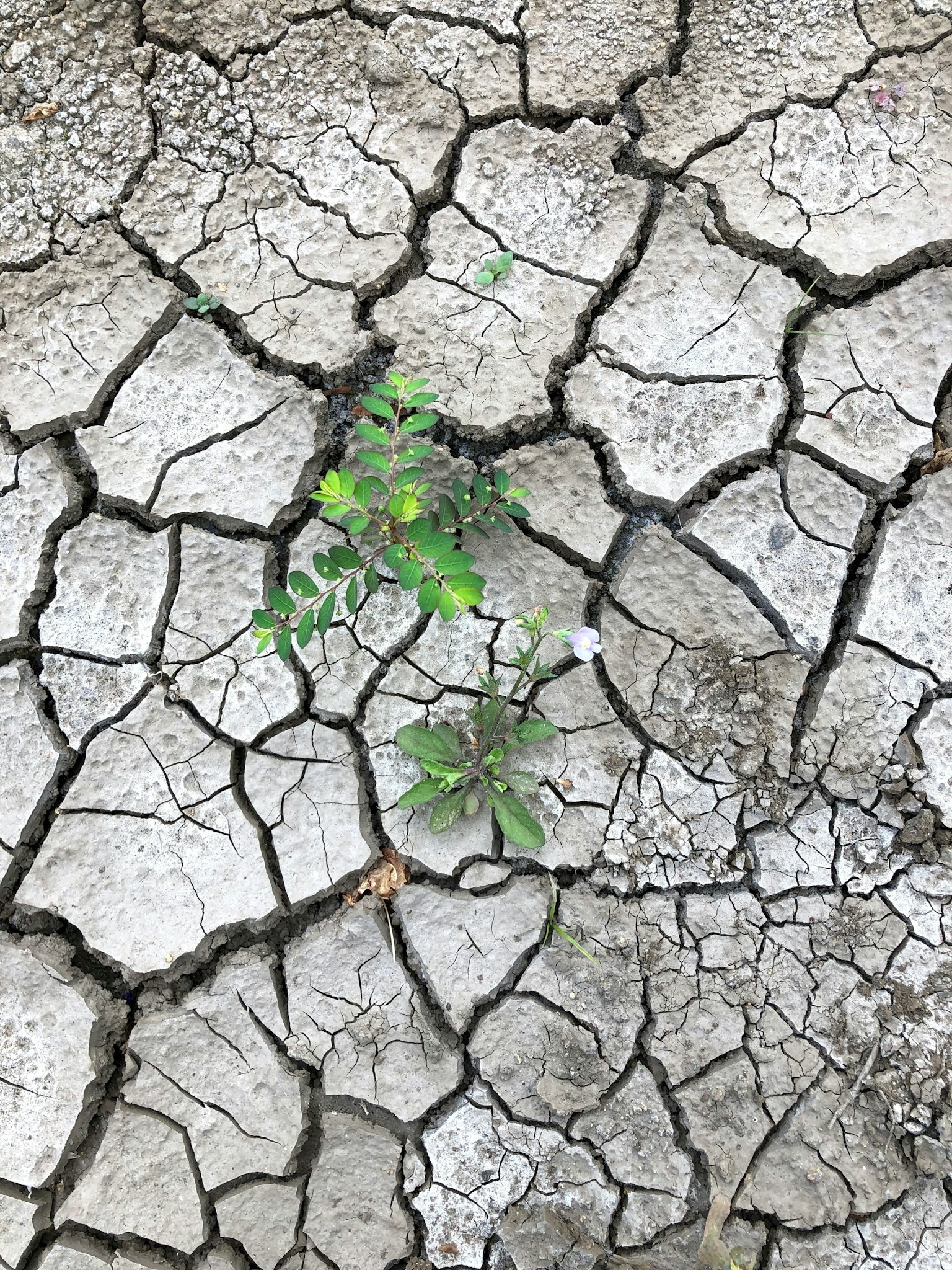 Une petite plante verte poussant dans un sol sec fissuré