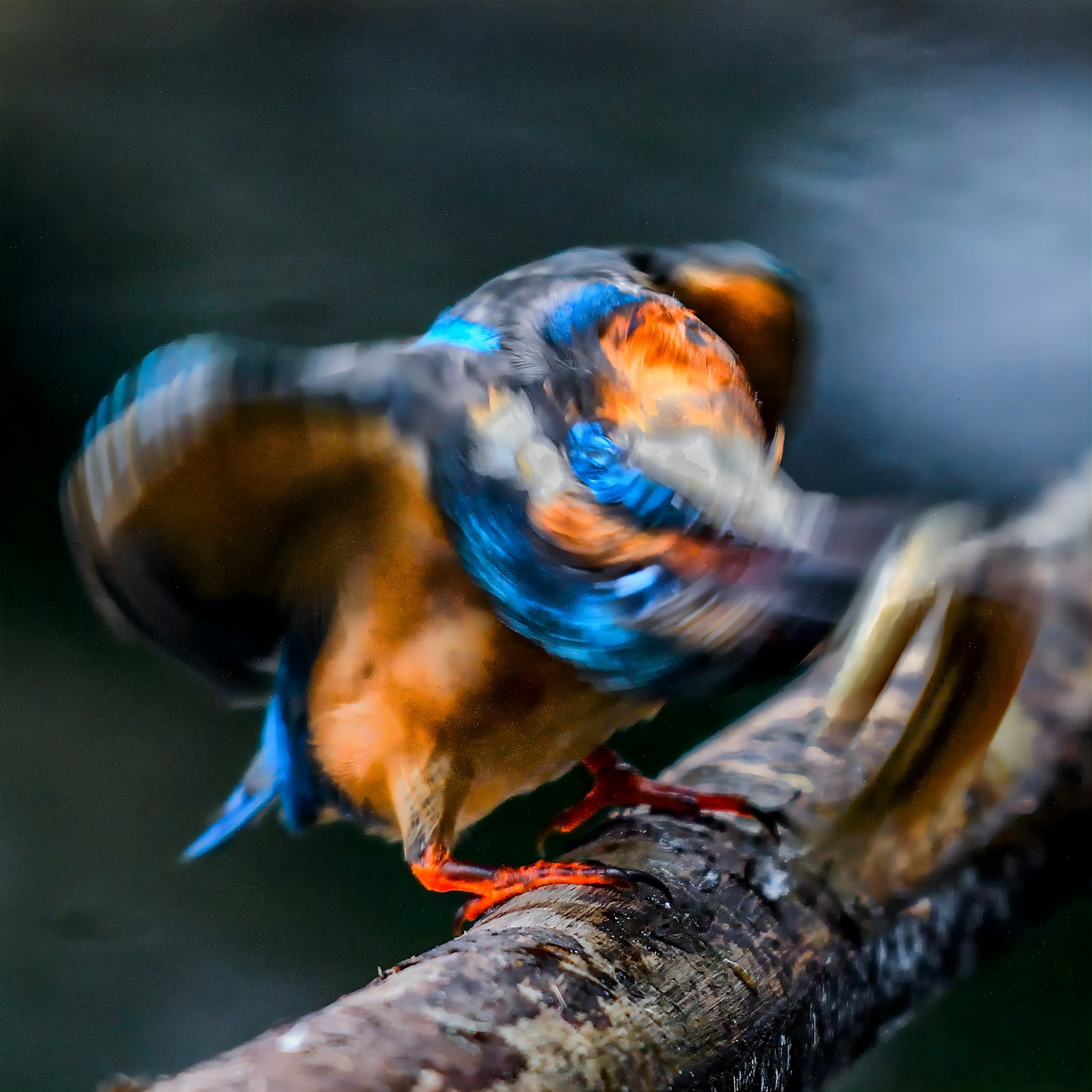 A blurred kingfisher perched on a branch with vibrant blue and orange feathers