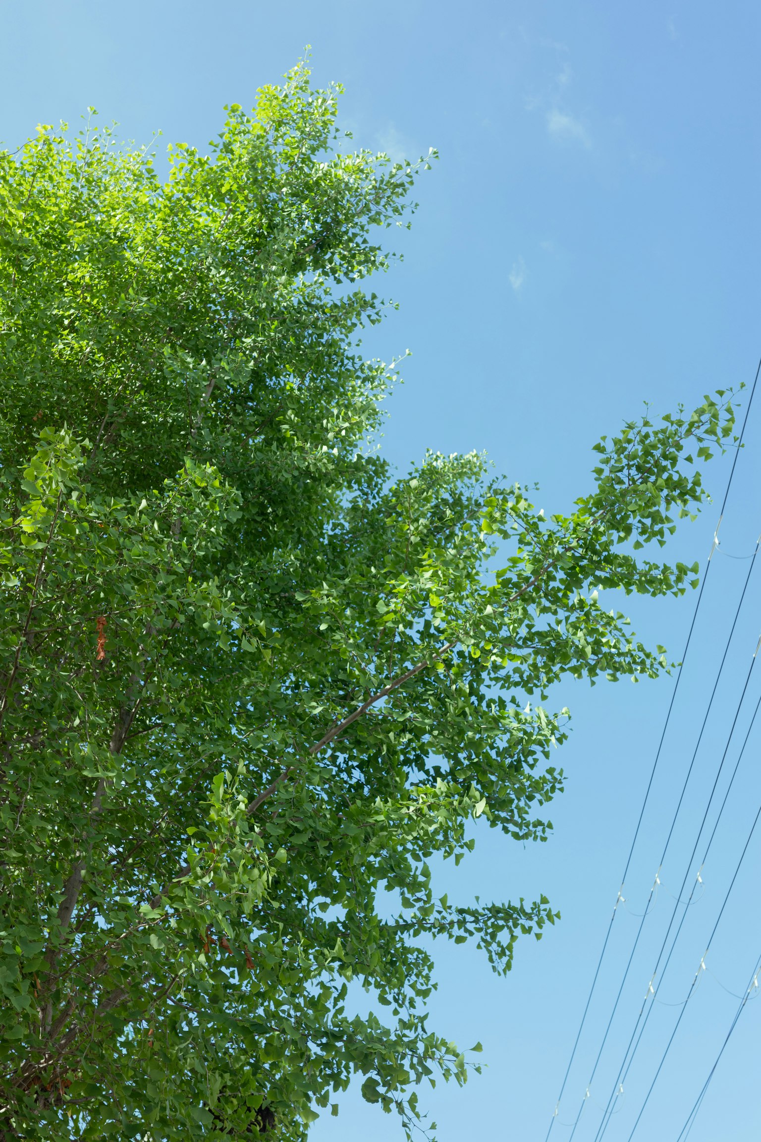 Green tree branches against a clear blue sky